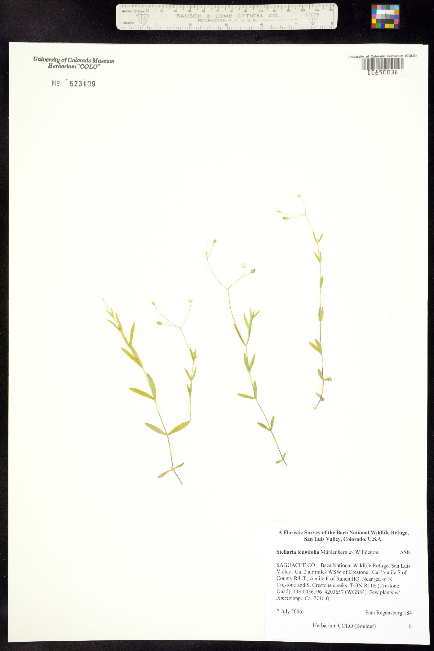 Stellaria longifolia image