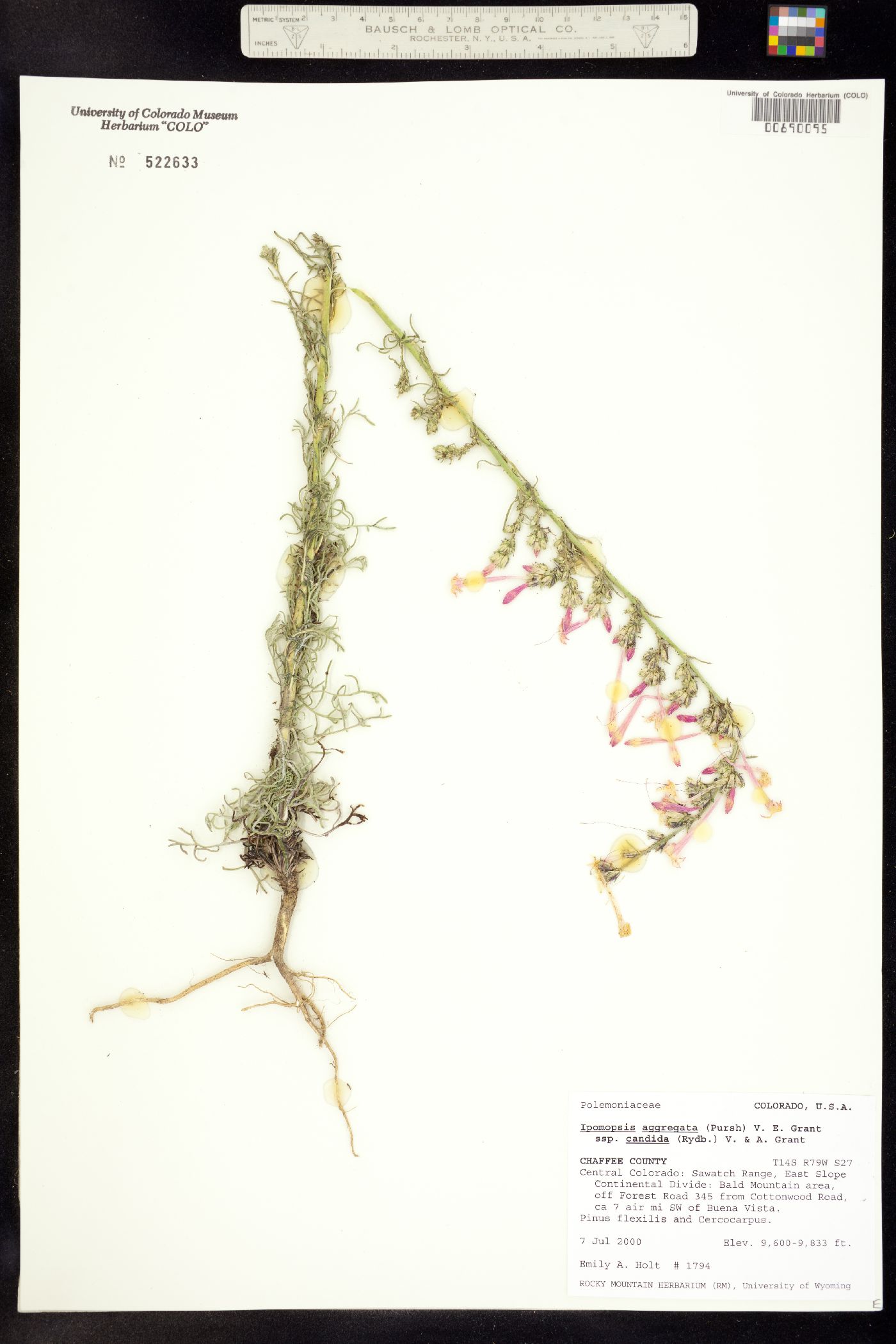 Ipomopsis aggregata ssp. candida image