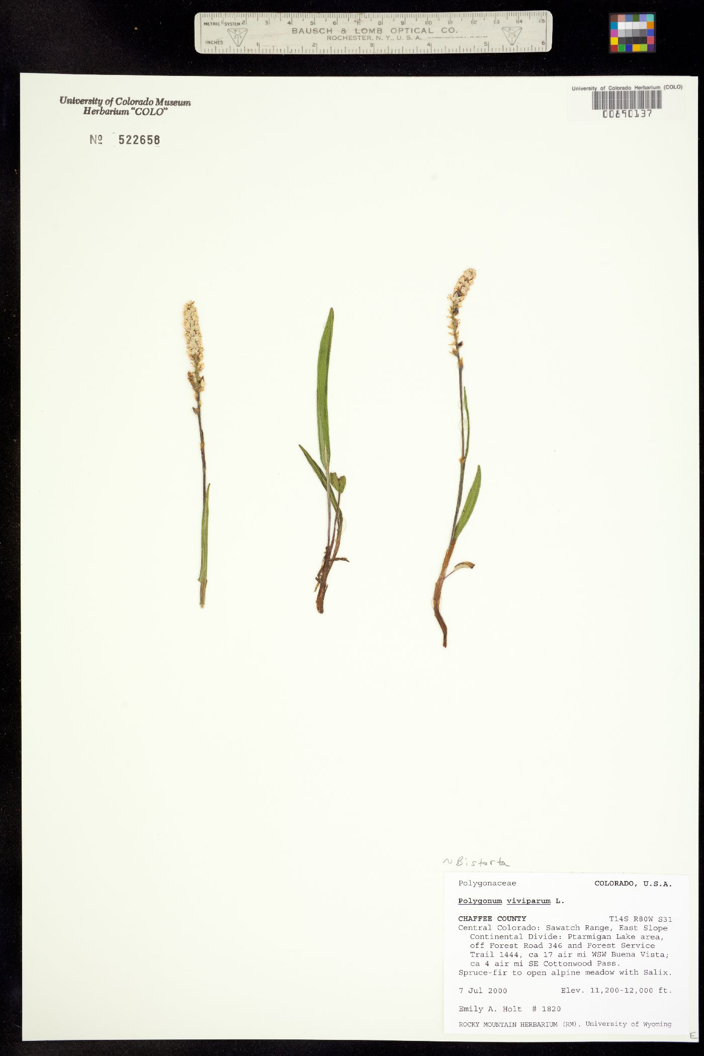 Bistorta vivipara image