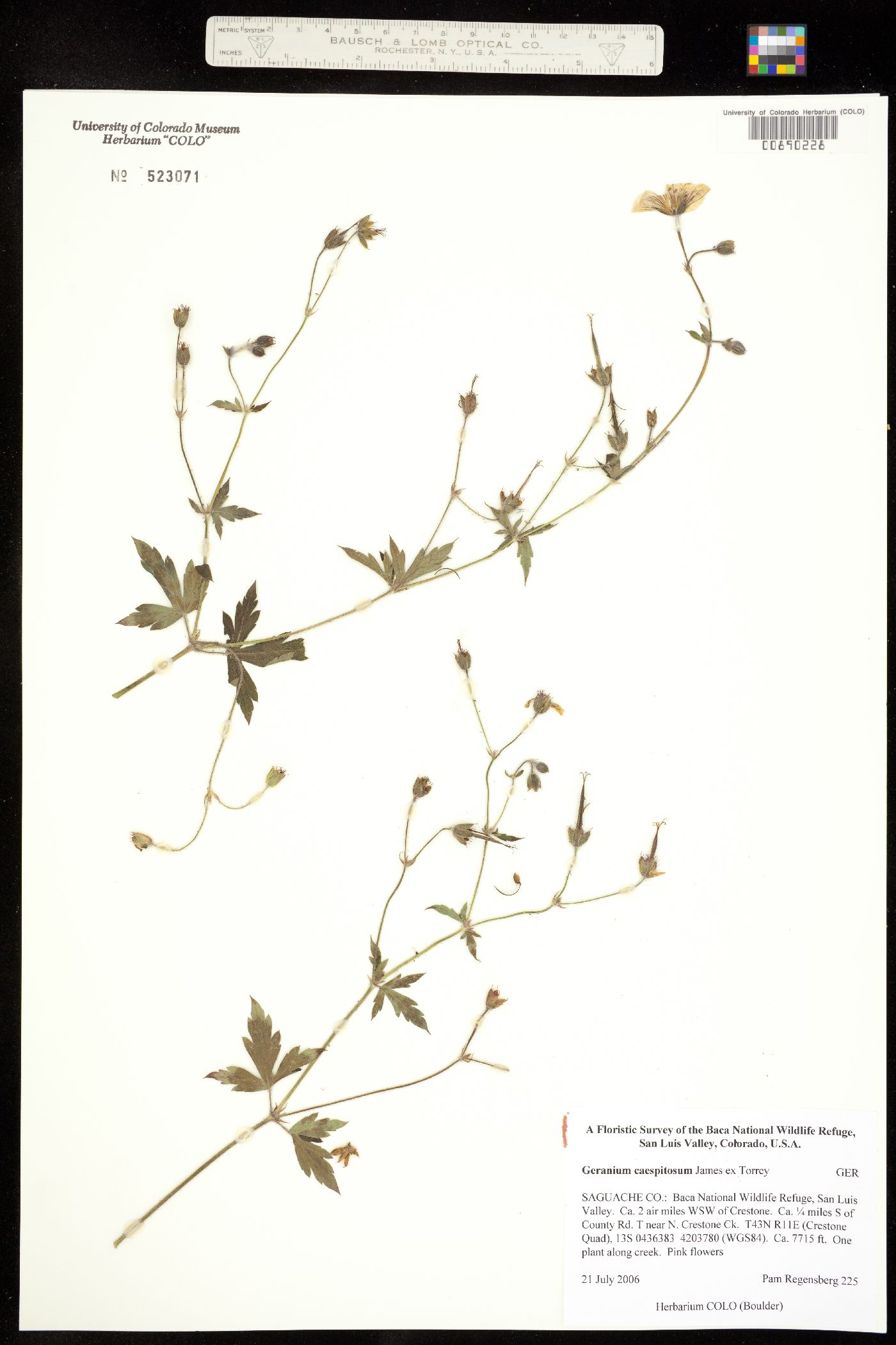 Geranium caespitosum image