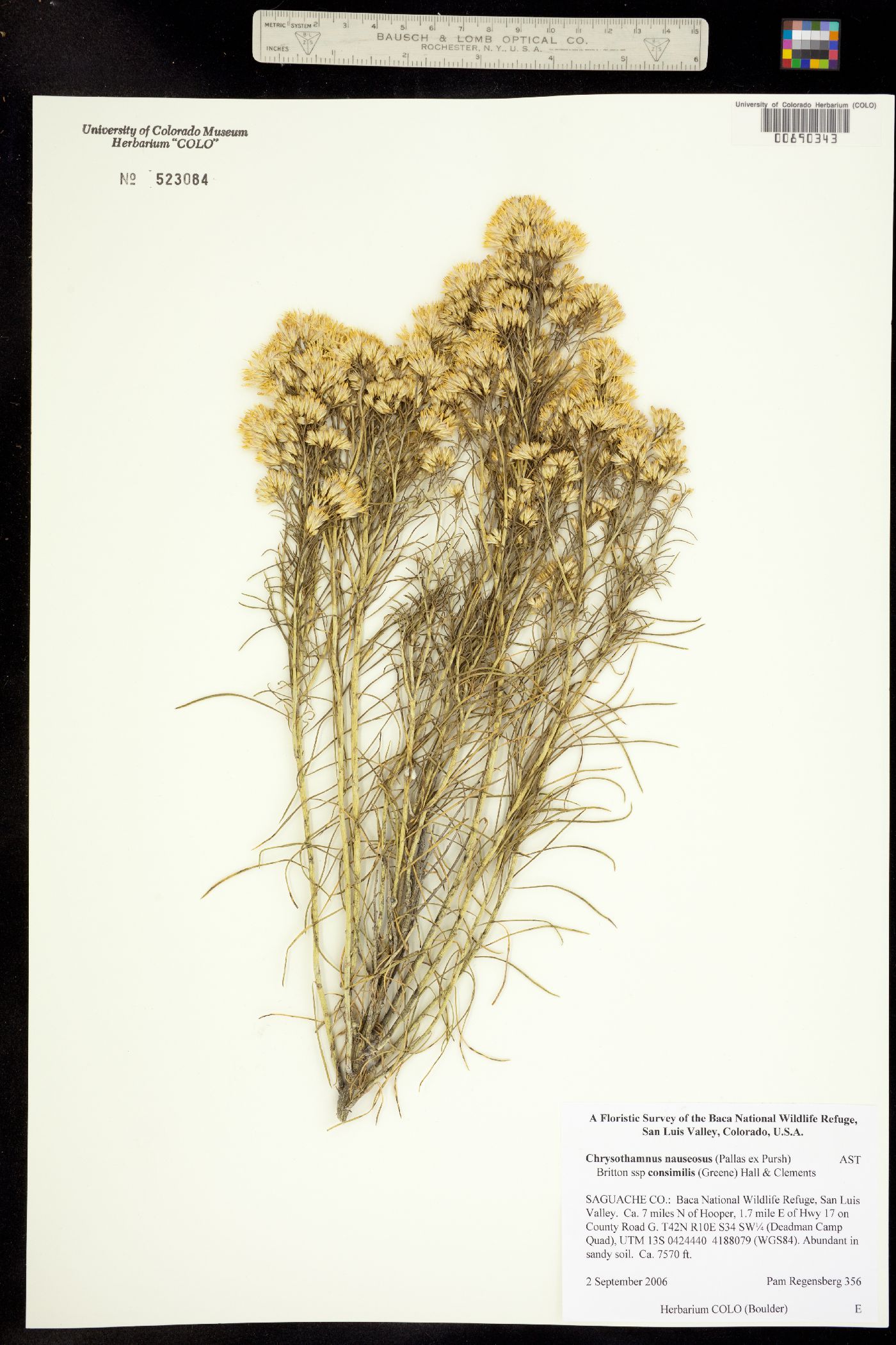 Chrysothamnus nauseosus ssp. consimilis image