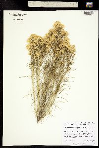 Chrysothamnus nauseosus ssp. consimilis image