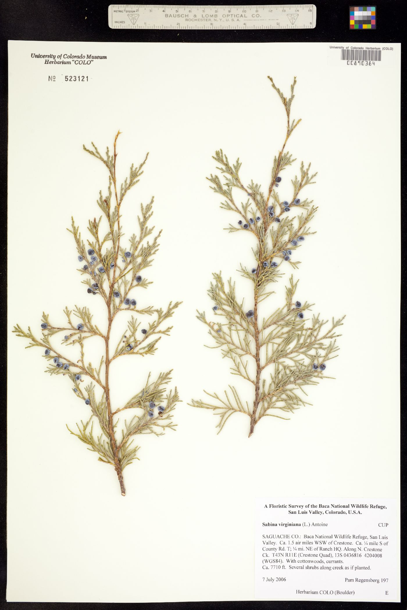 Juniperus virginiana image