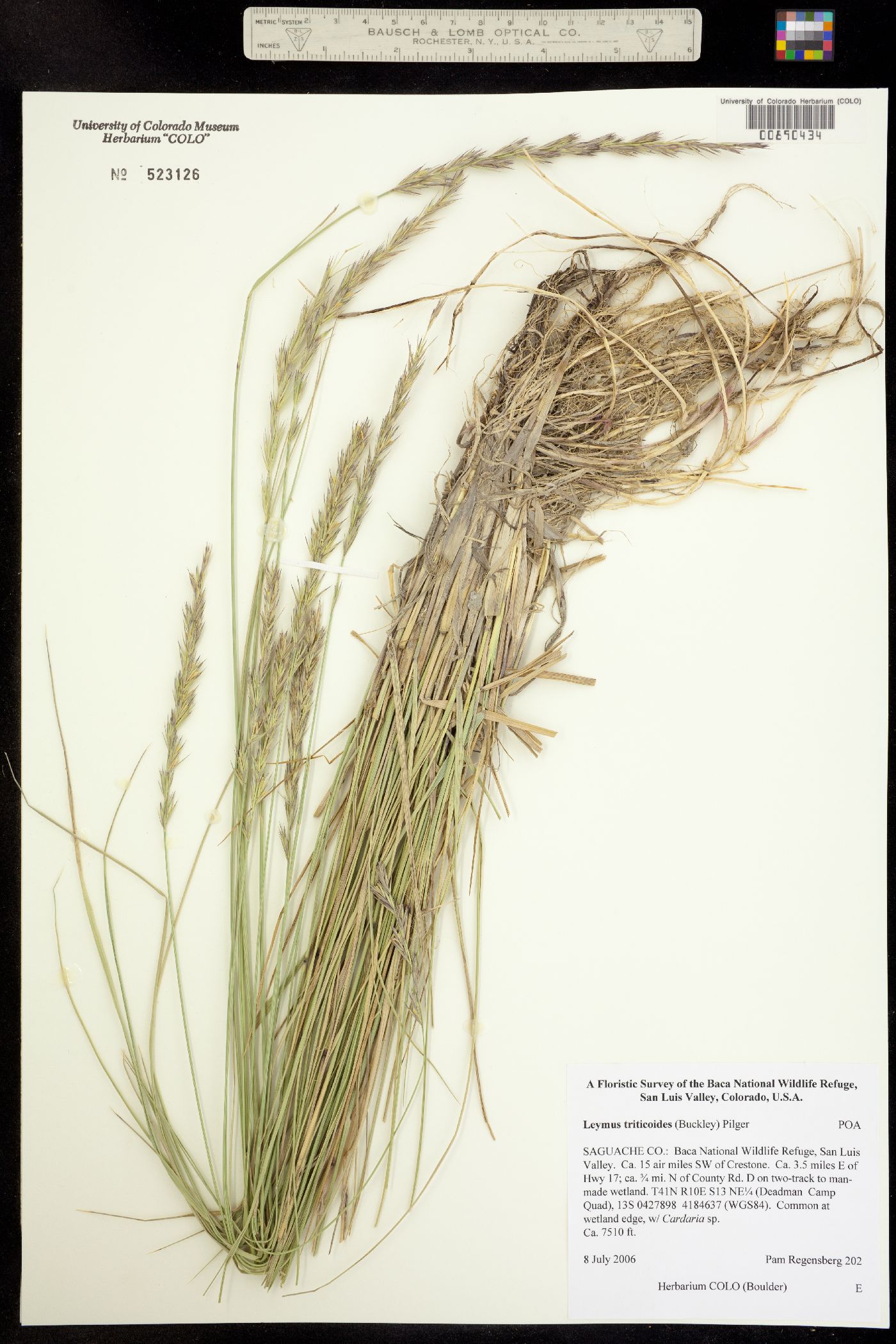 Leymus triticoides image