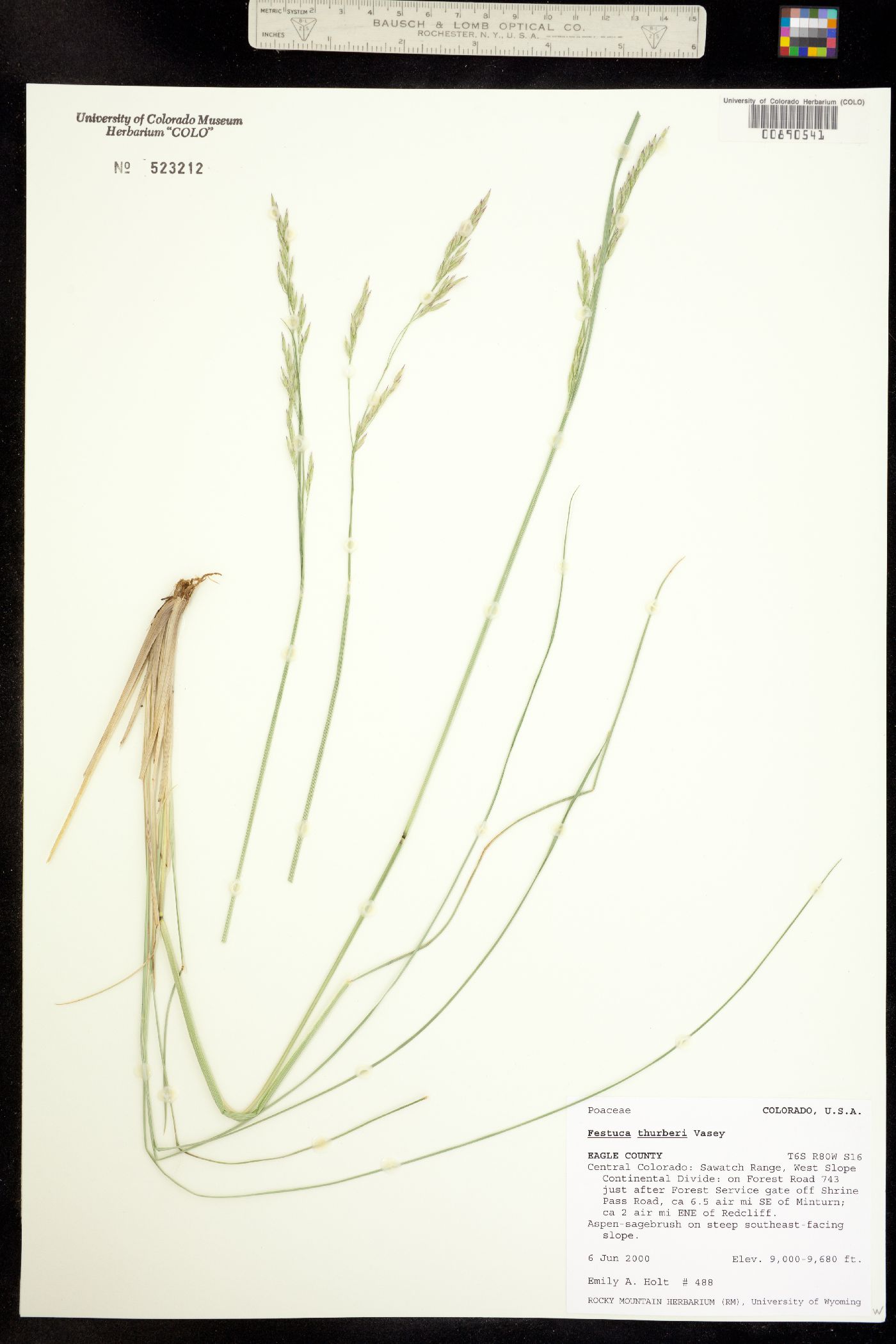 Festuca thurberi image