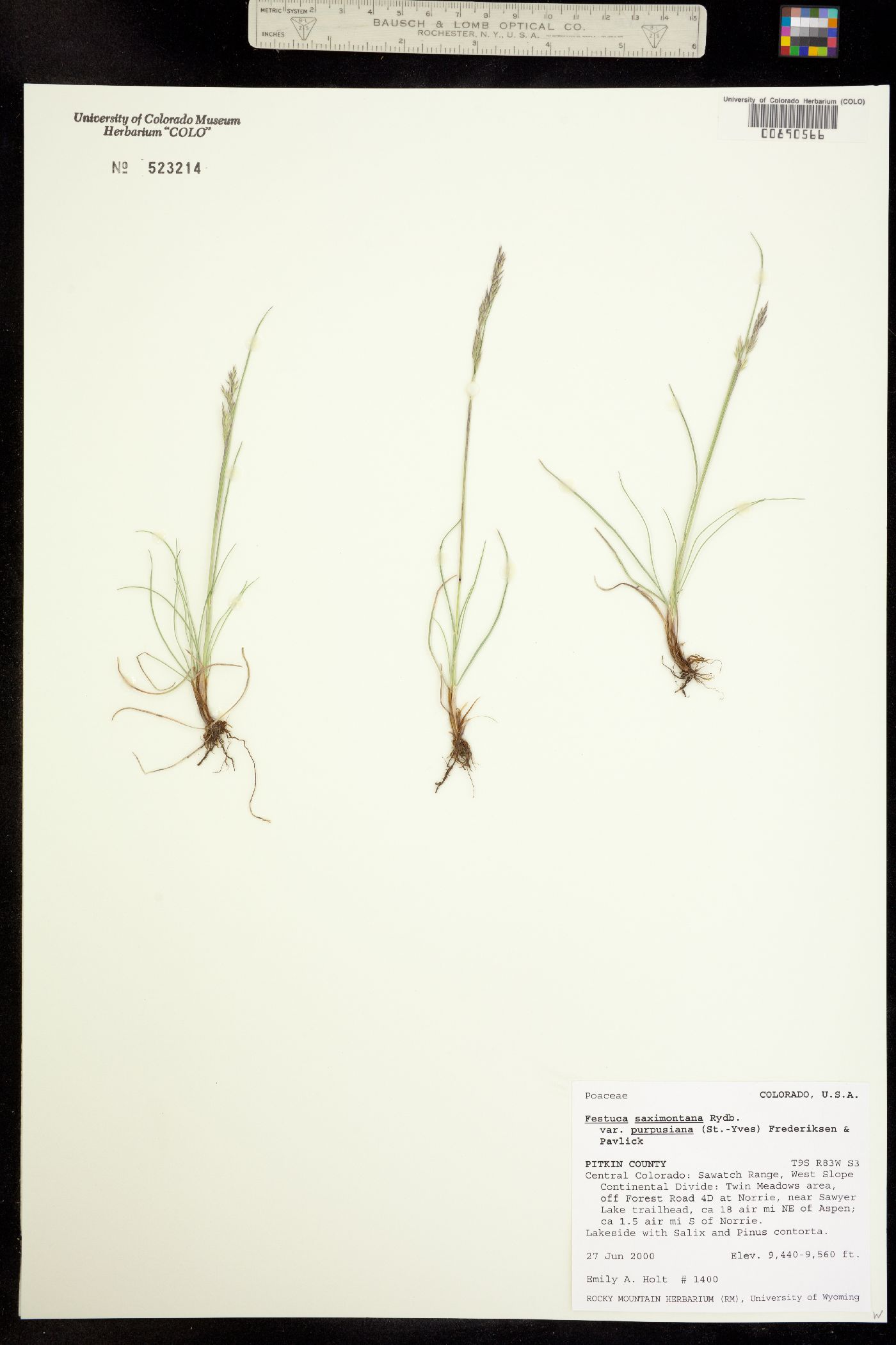 Festuca saximontana image