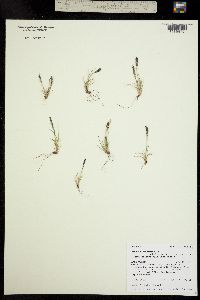 Festuca brachyphylla subsp. coloradensis image