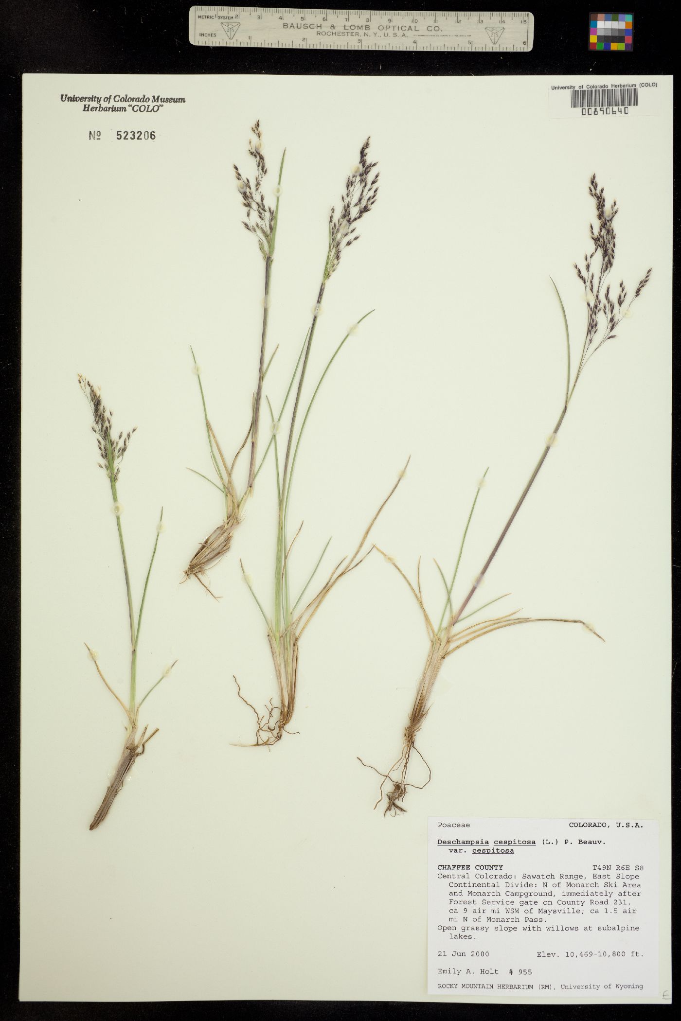 Deschampsia cespitosa ssp. cespitosa image