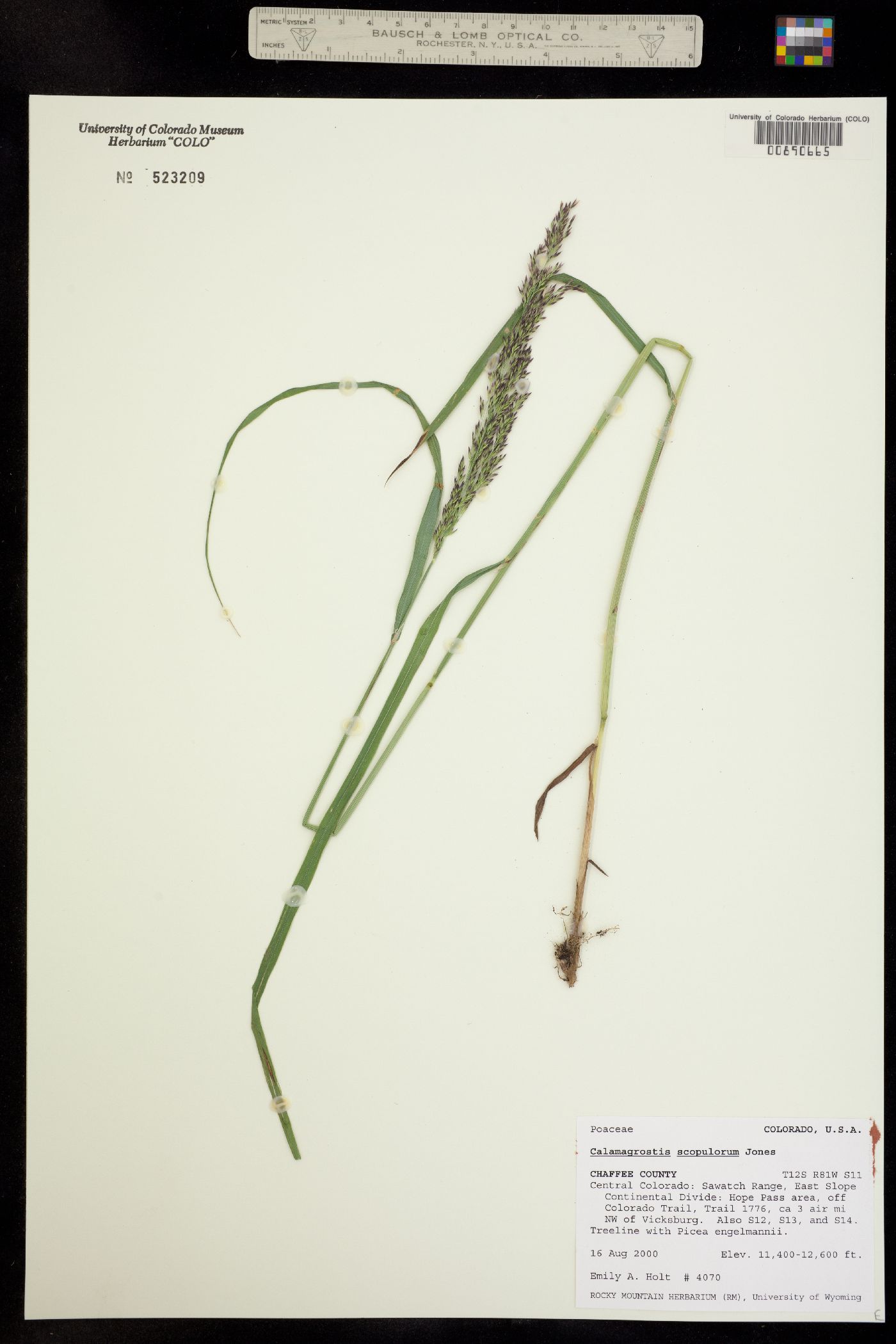 Calamagrostis scopulorum image