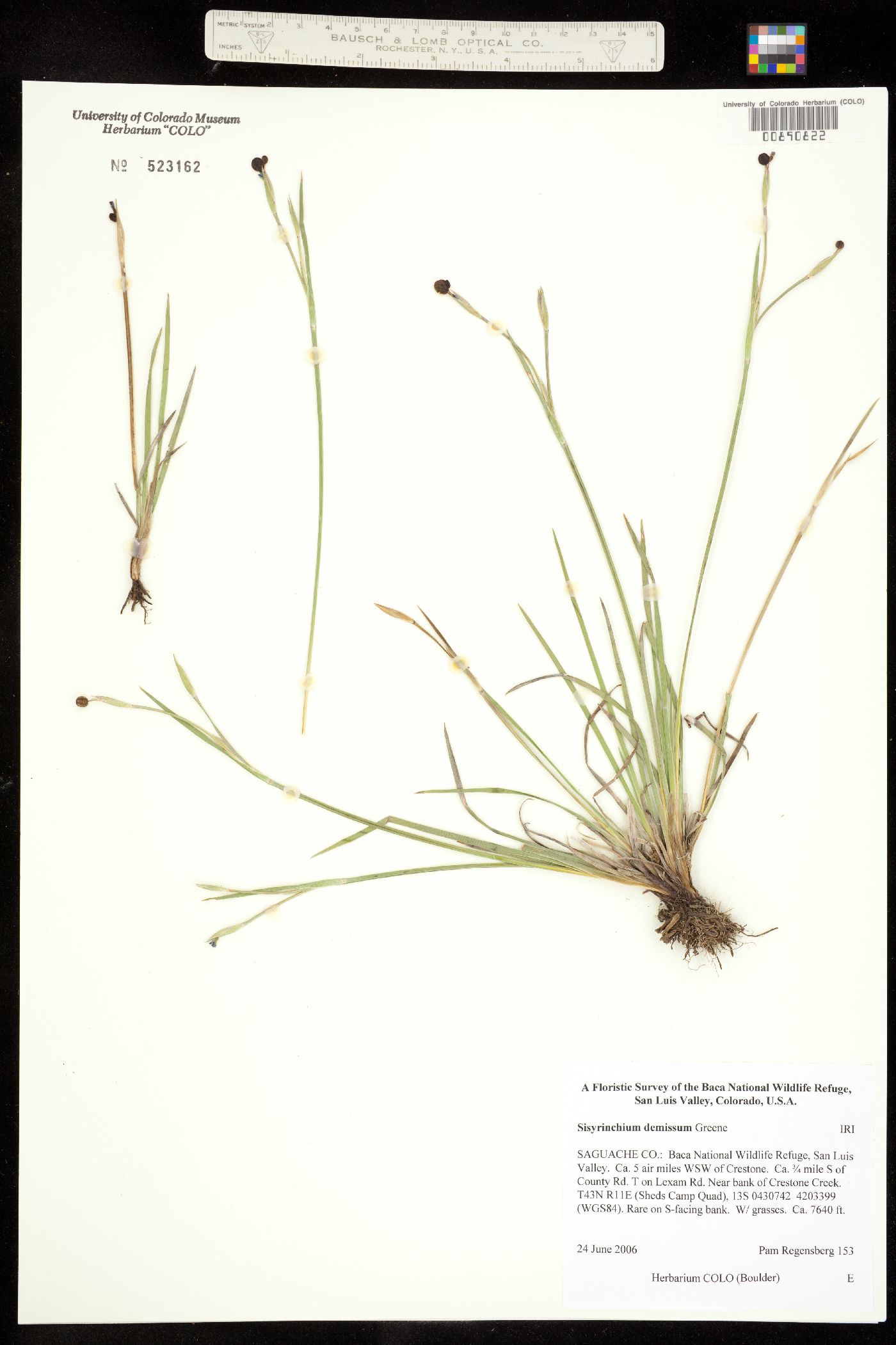 Sisyrinchium demissum image