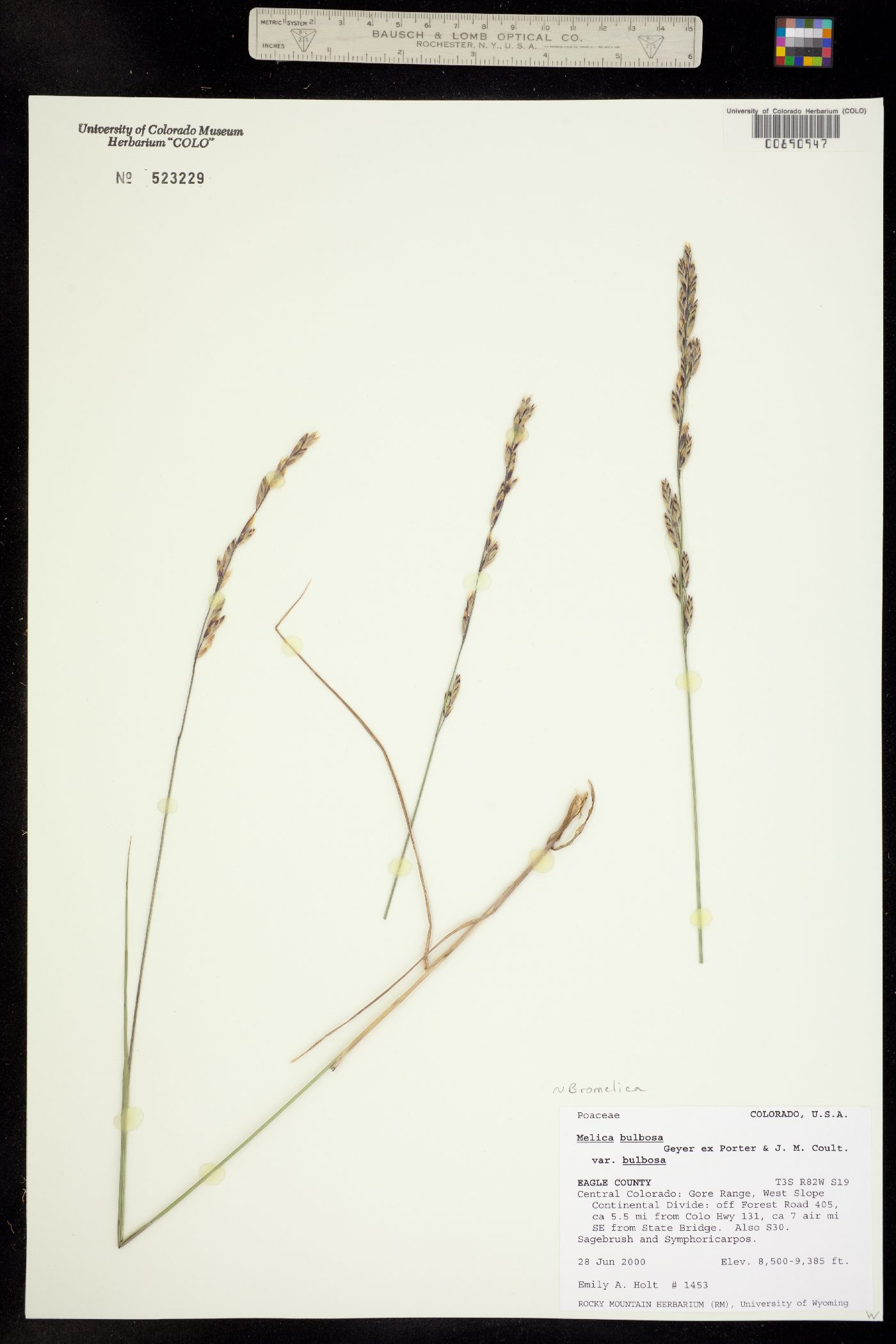 Melica bulbosa image