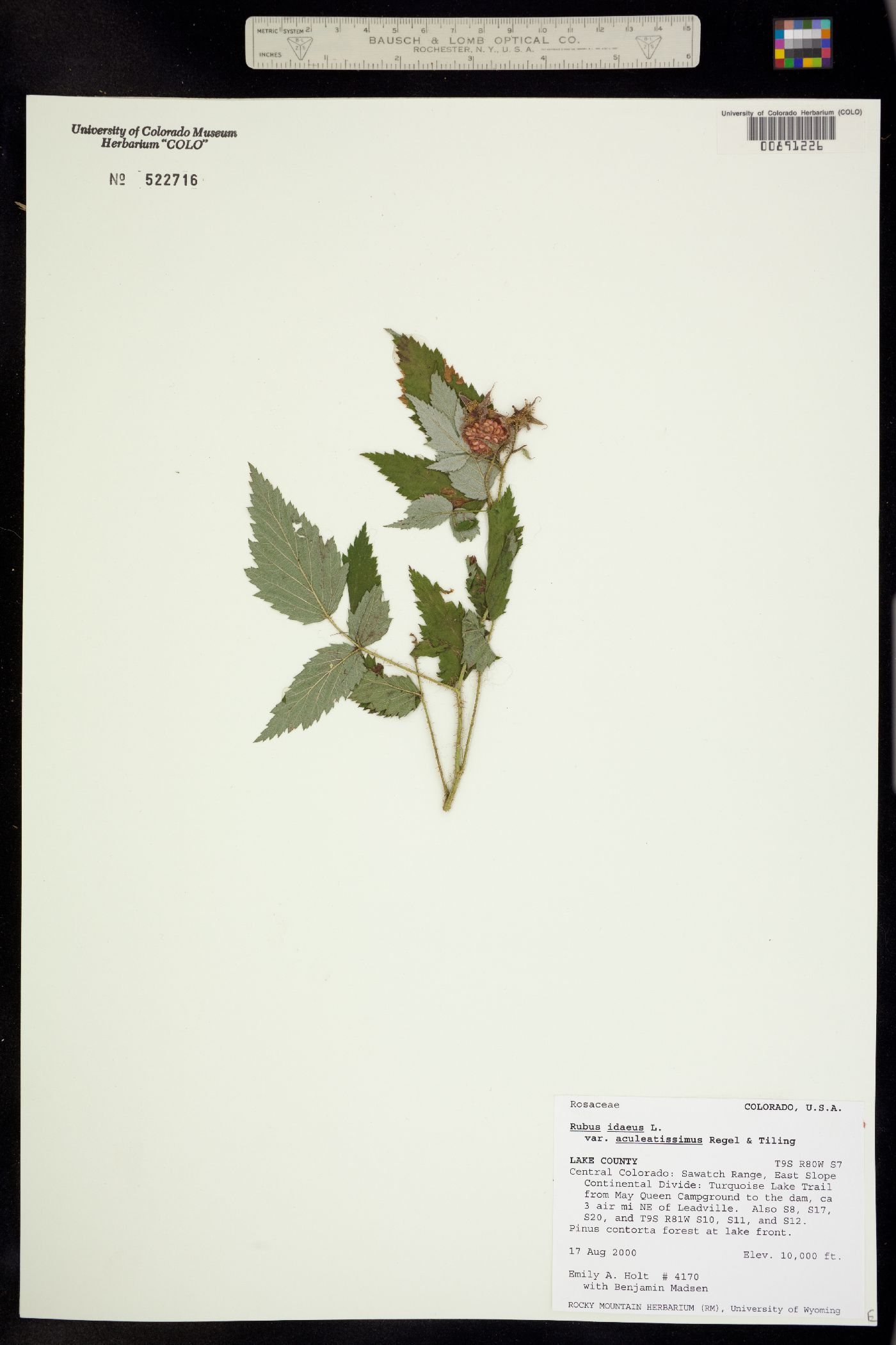 Rubus image