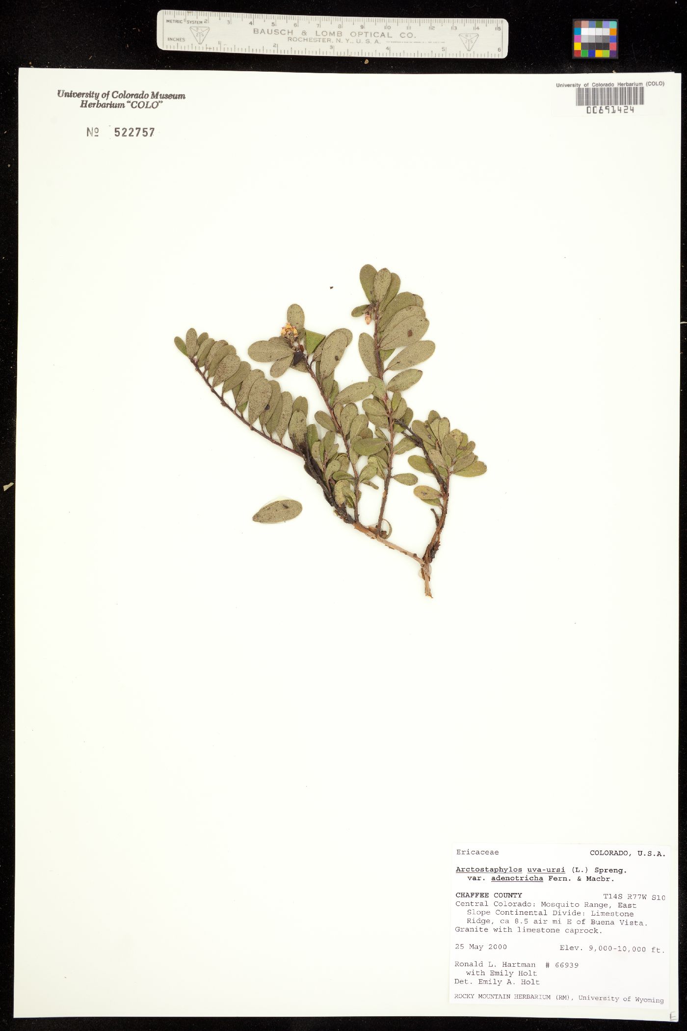 Arctostaphylos uva-ursi image