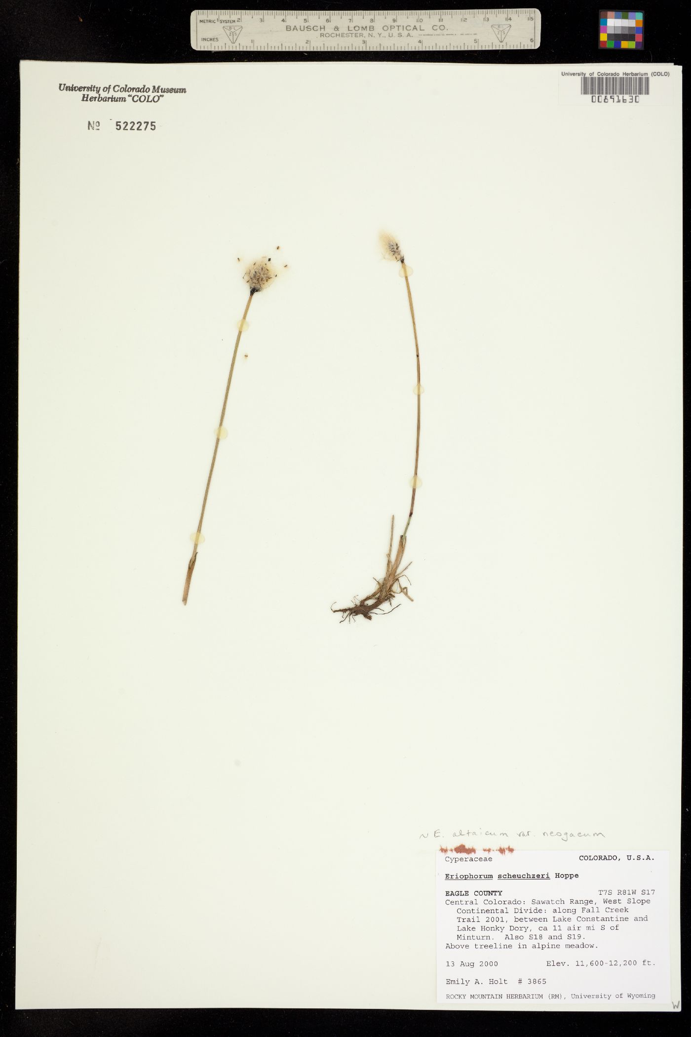 Eriophorum chamissonis image