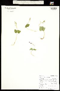 Listera cordata subsp. nephrophylla image