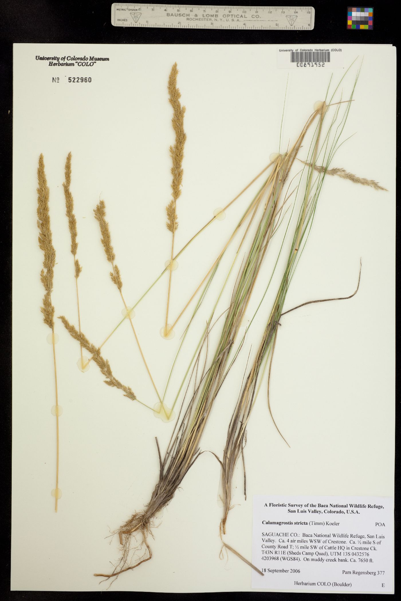 Calamagrostis stricta image