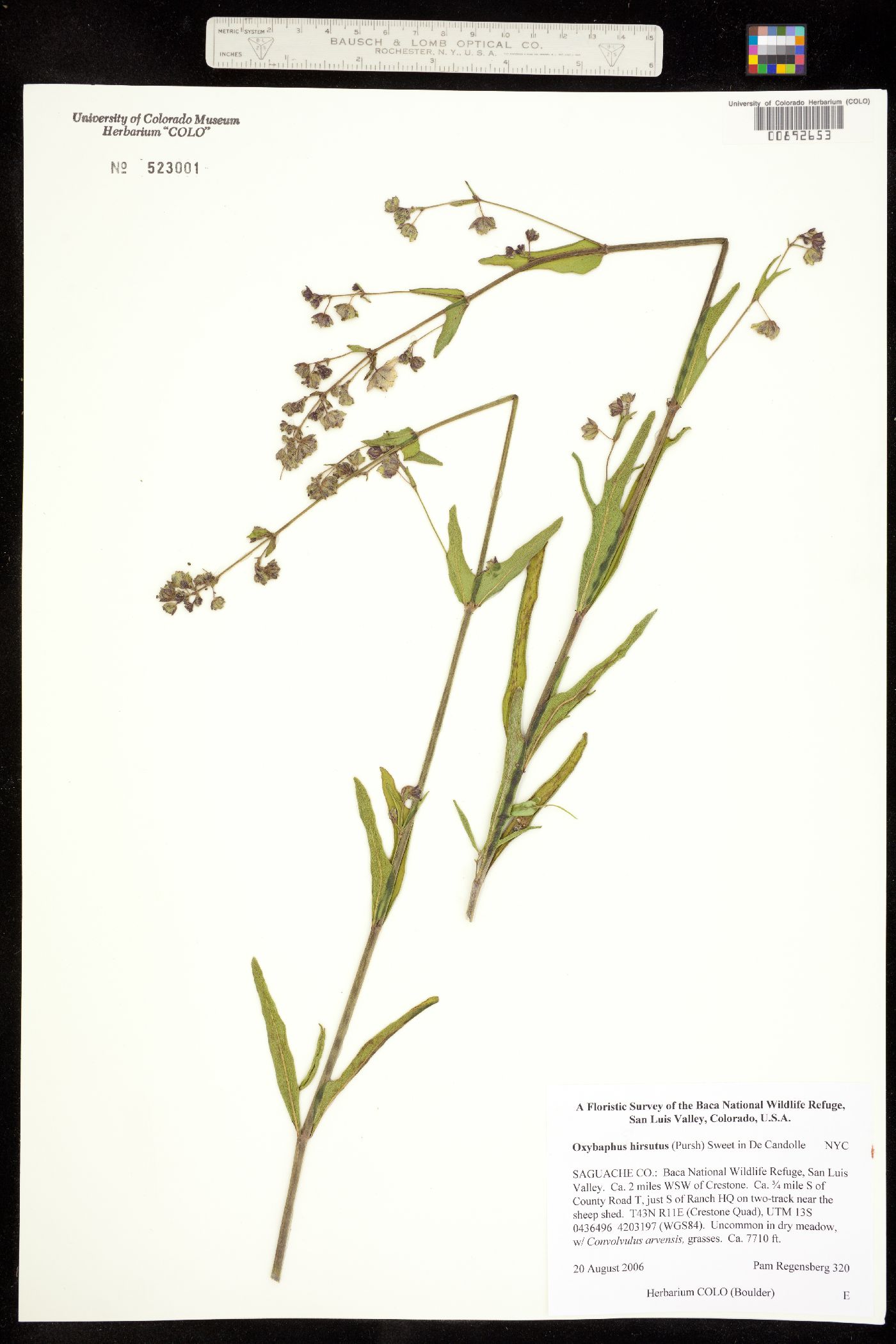 Mirabilis albida image