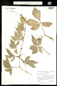 Image of Parthenocissus quinquefolia