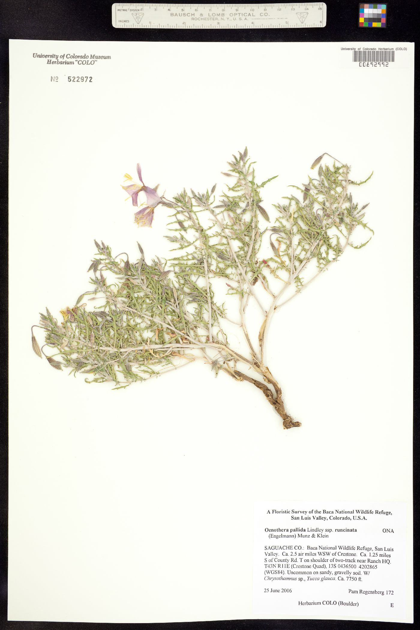 Oenothera pallida subsp. runcinata image