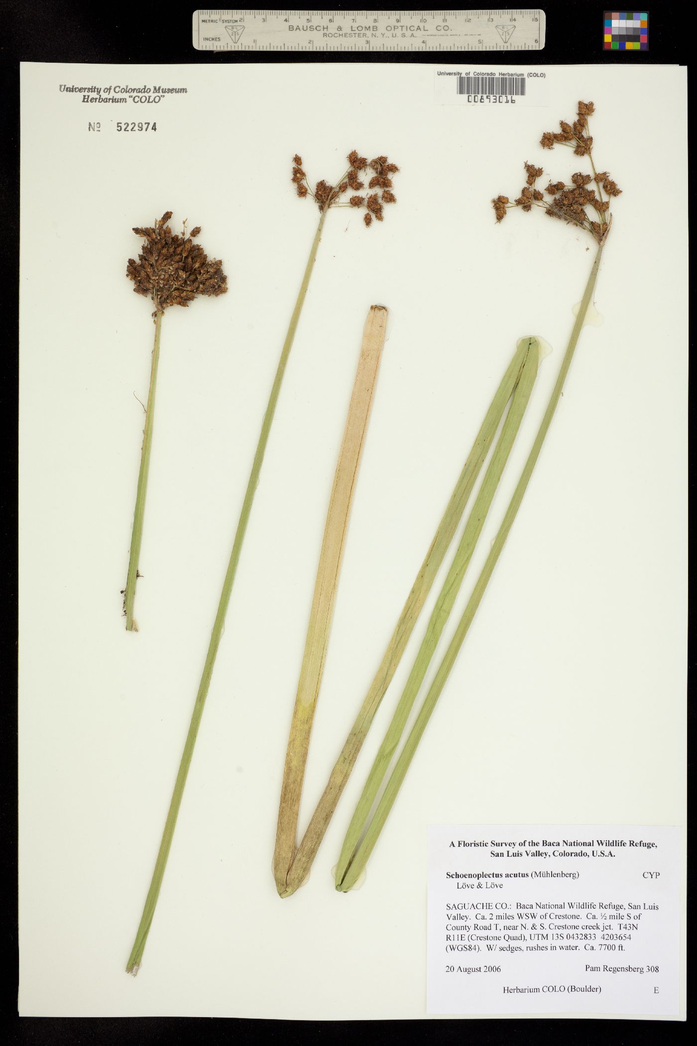 Schoenoplectus acutus image