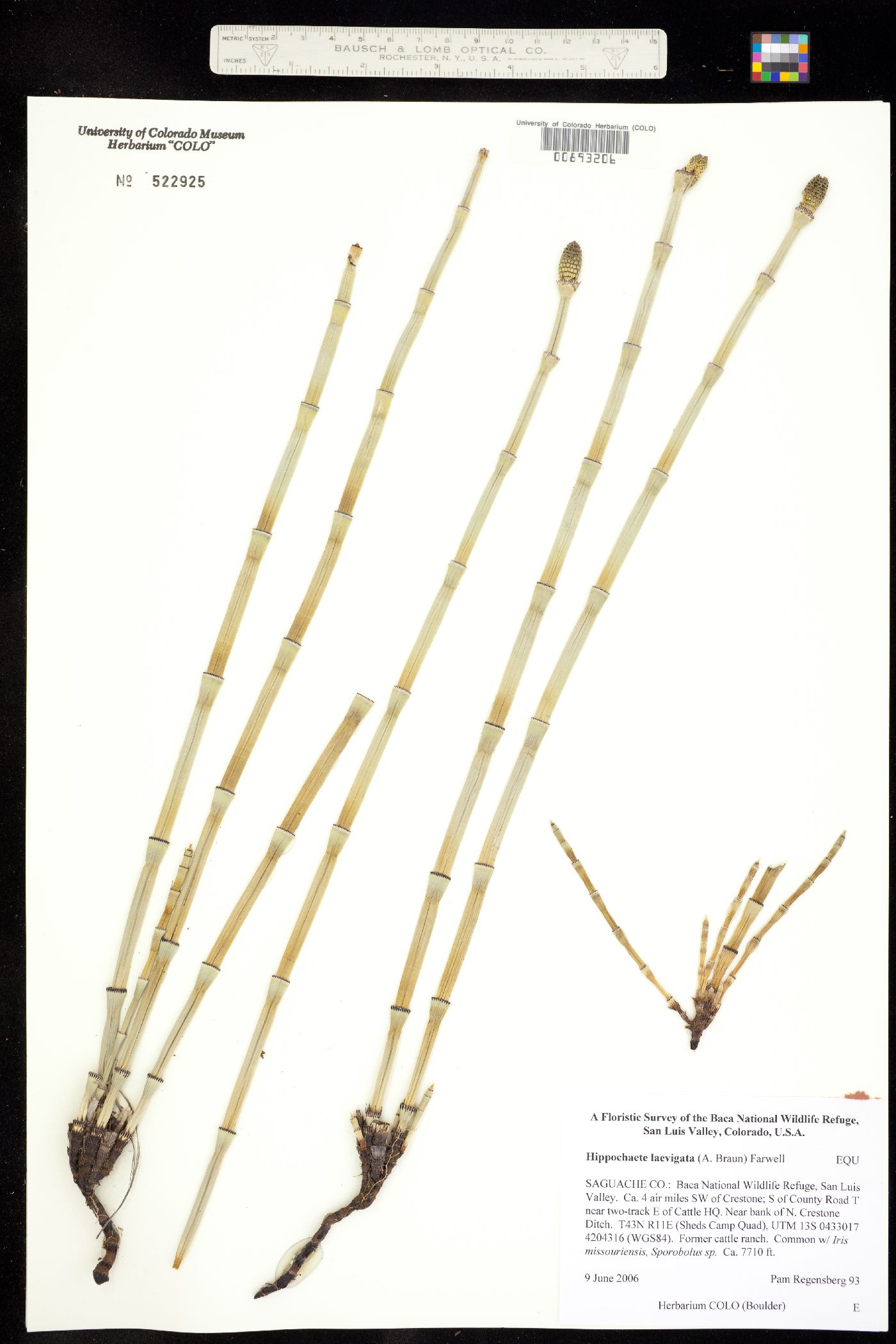 Equisetum laevigatum image