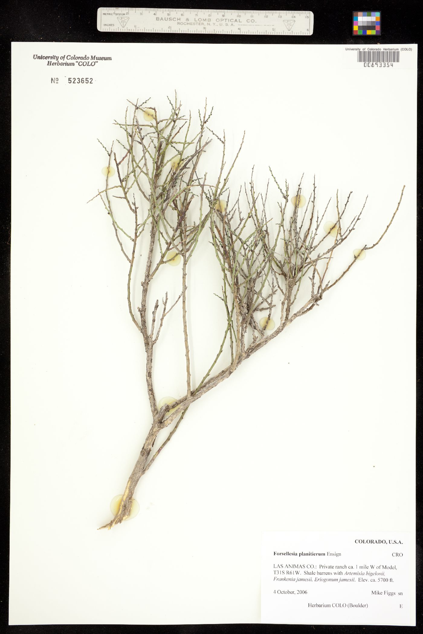 Glossopetalon spinescens var. planitierum image