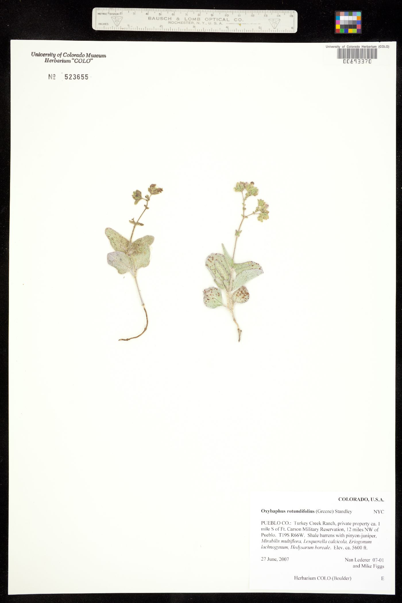 Oxybaphus image