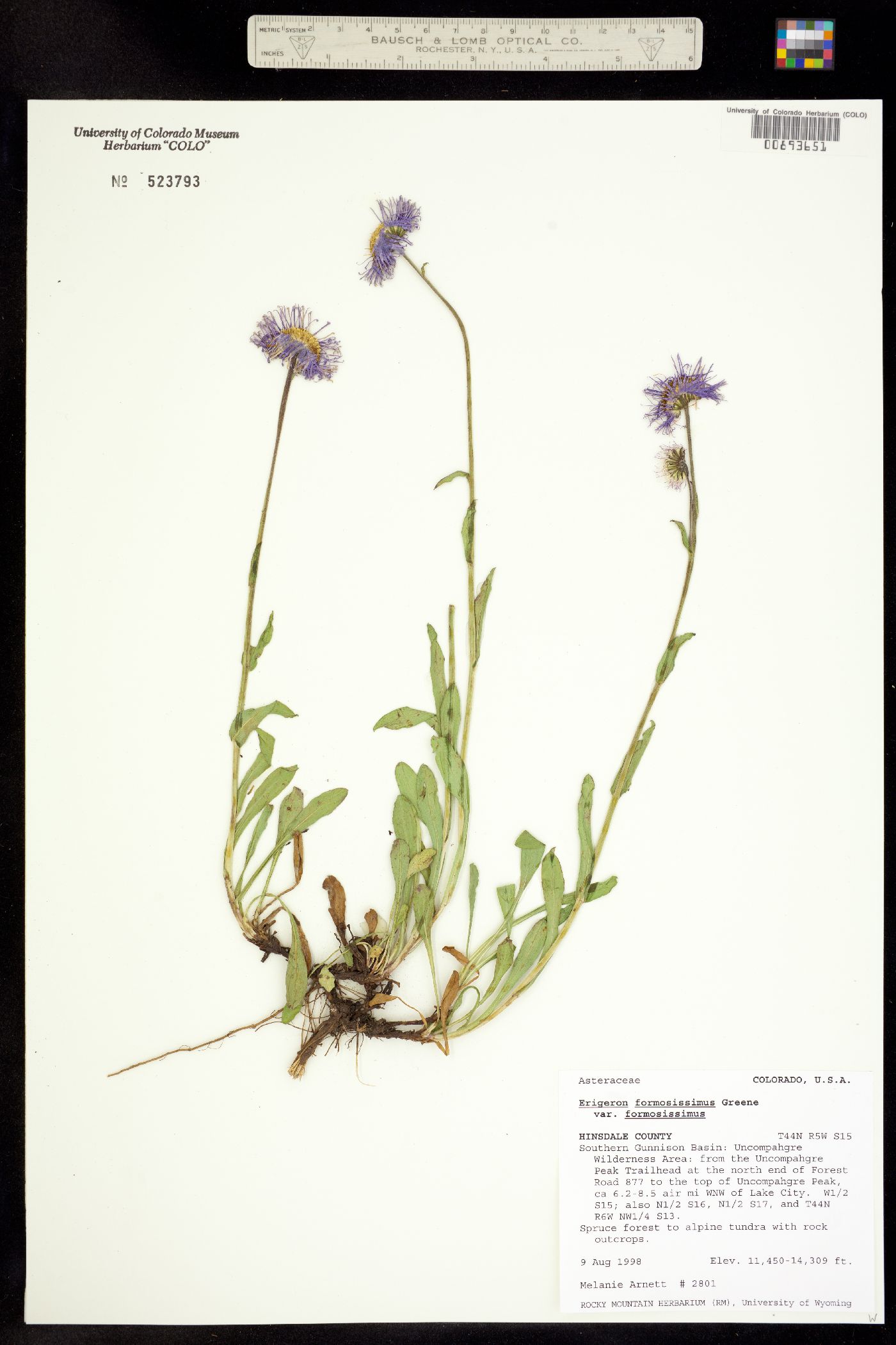 Erigeron formosissimus var. formosissimus image