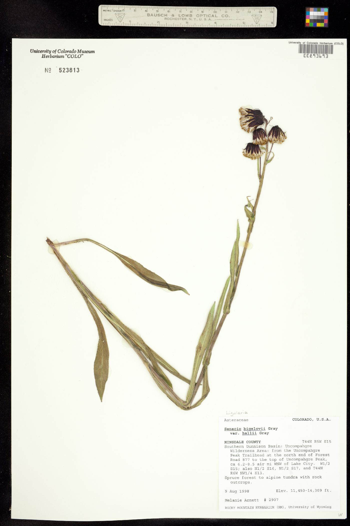 Ligularia bigelovii image