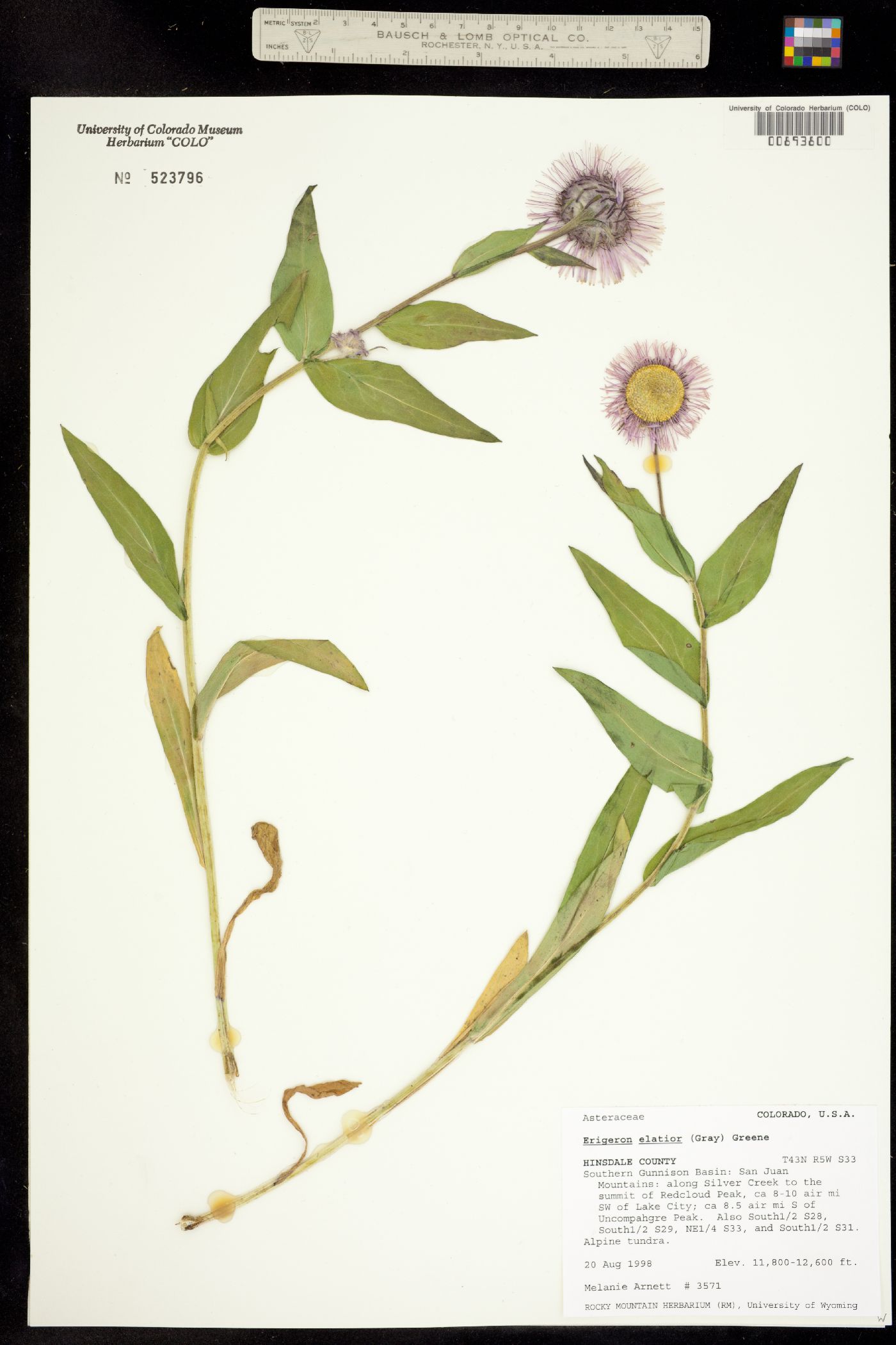 Erigeron elatior image