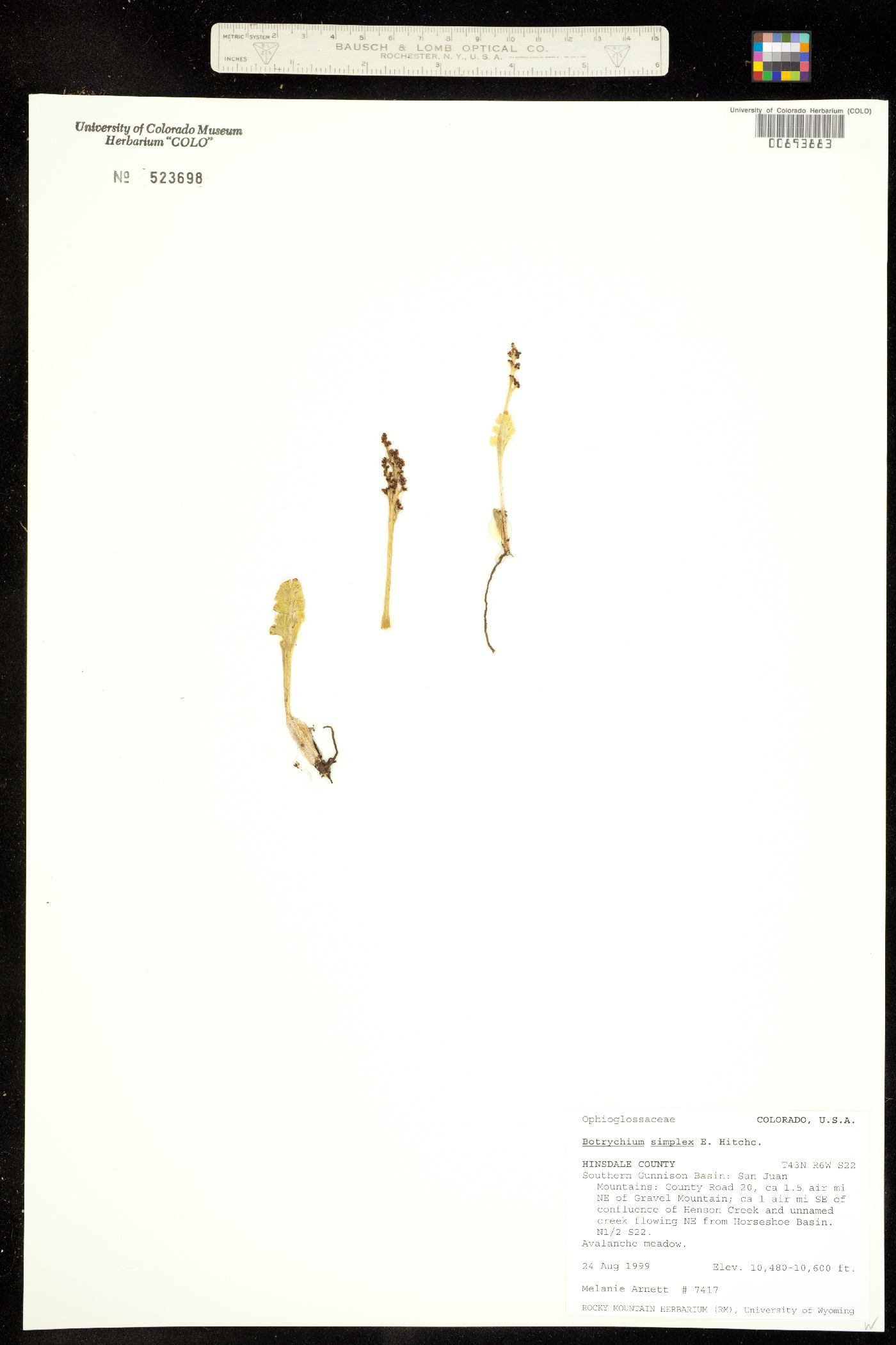 Botrychium simplex image