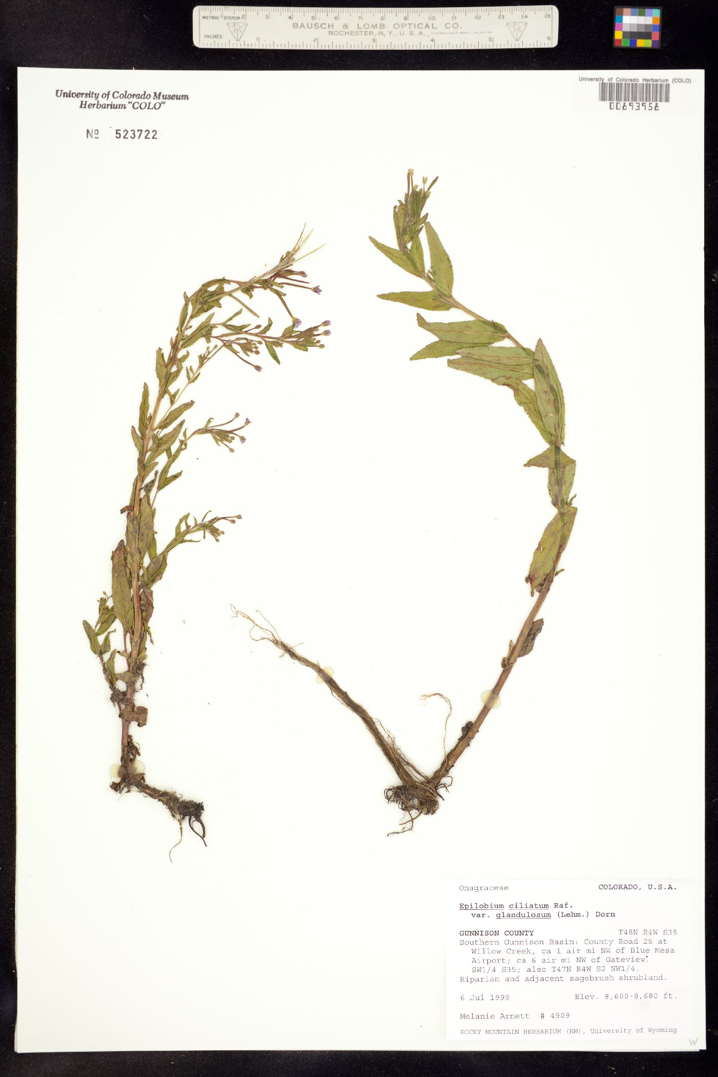 Epilobium ciliatum ssp. glandulosum image
