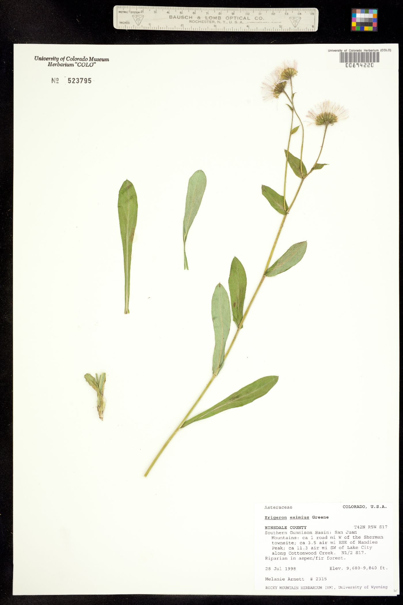 Erigeron eximius image