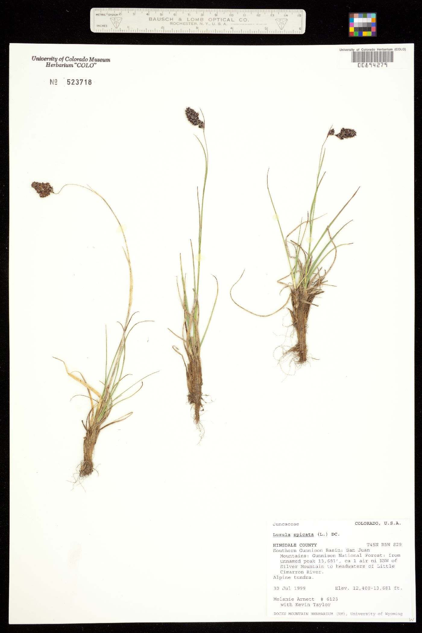 Luzula spicata image