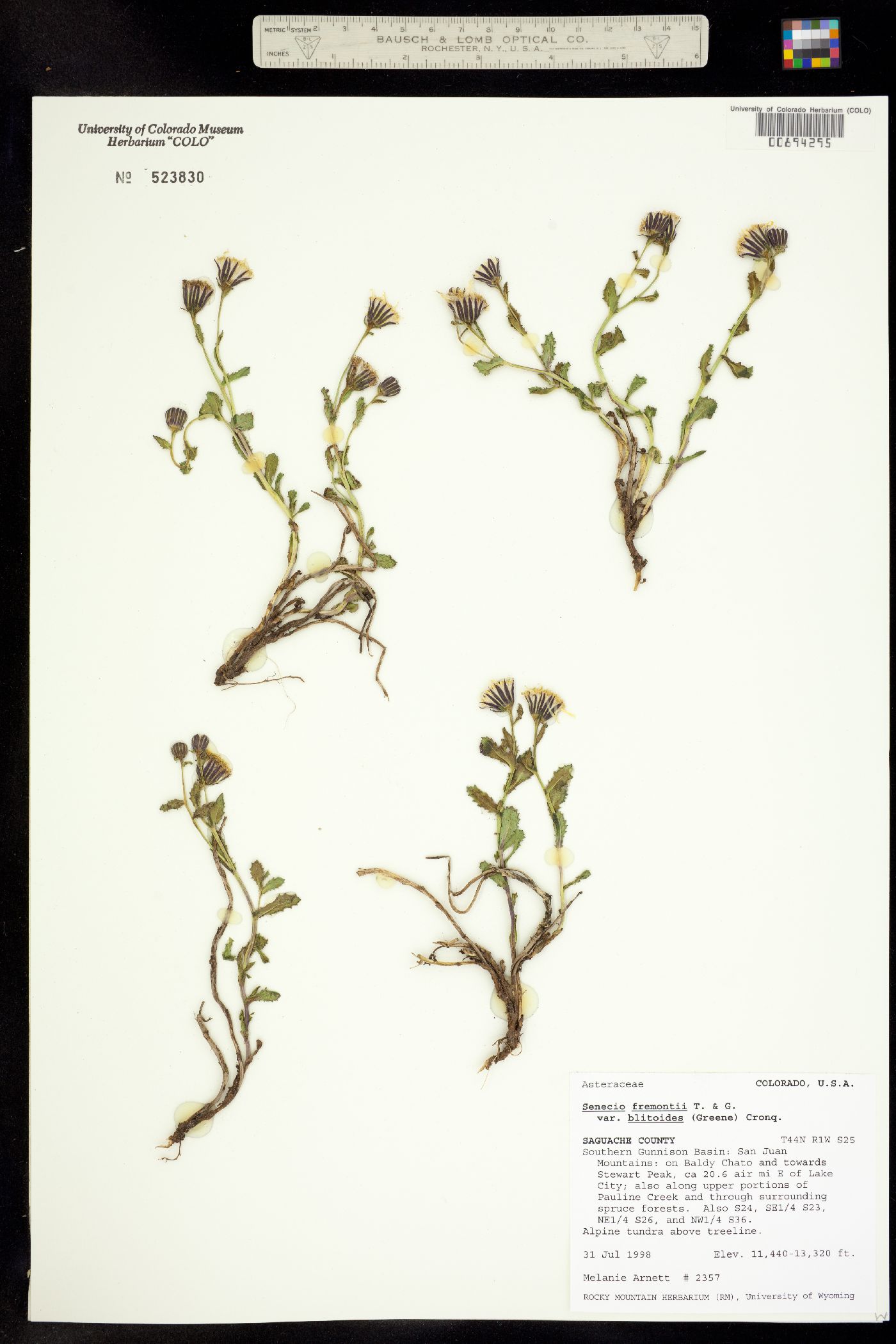 Senecio fremontii var. blitoides image