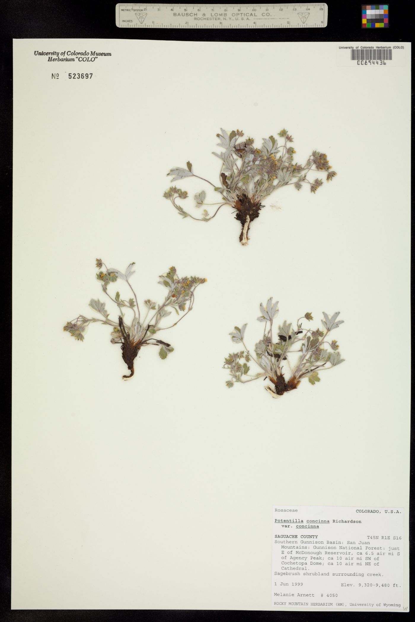 Potentilla concinna var. concinna image