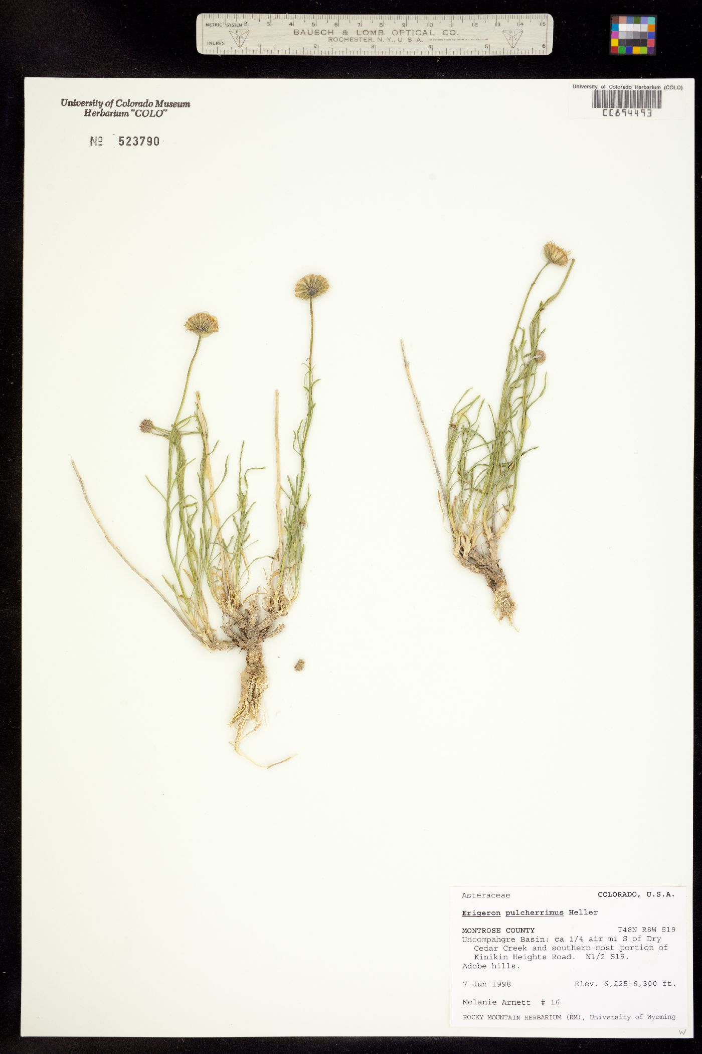 Erigeron pulcherrimus image