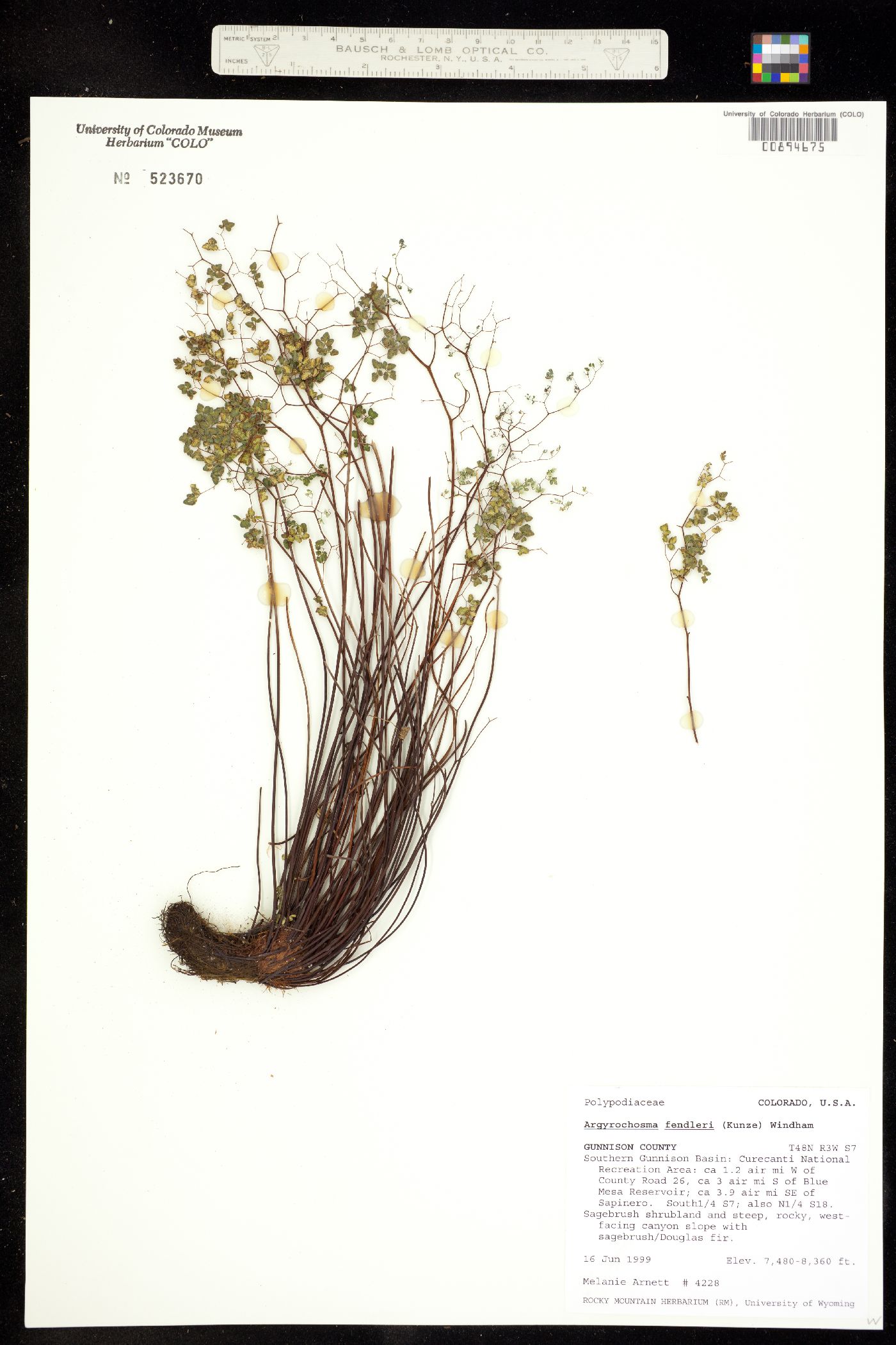 Argyrochosma fendleri image