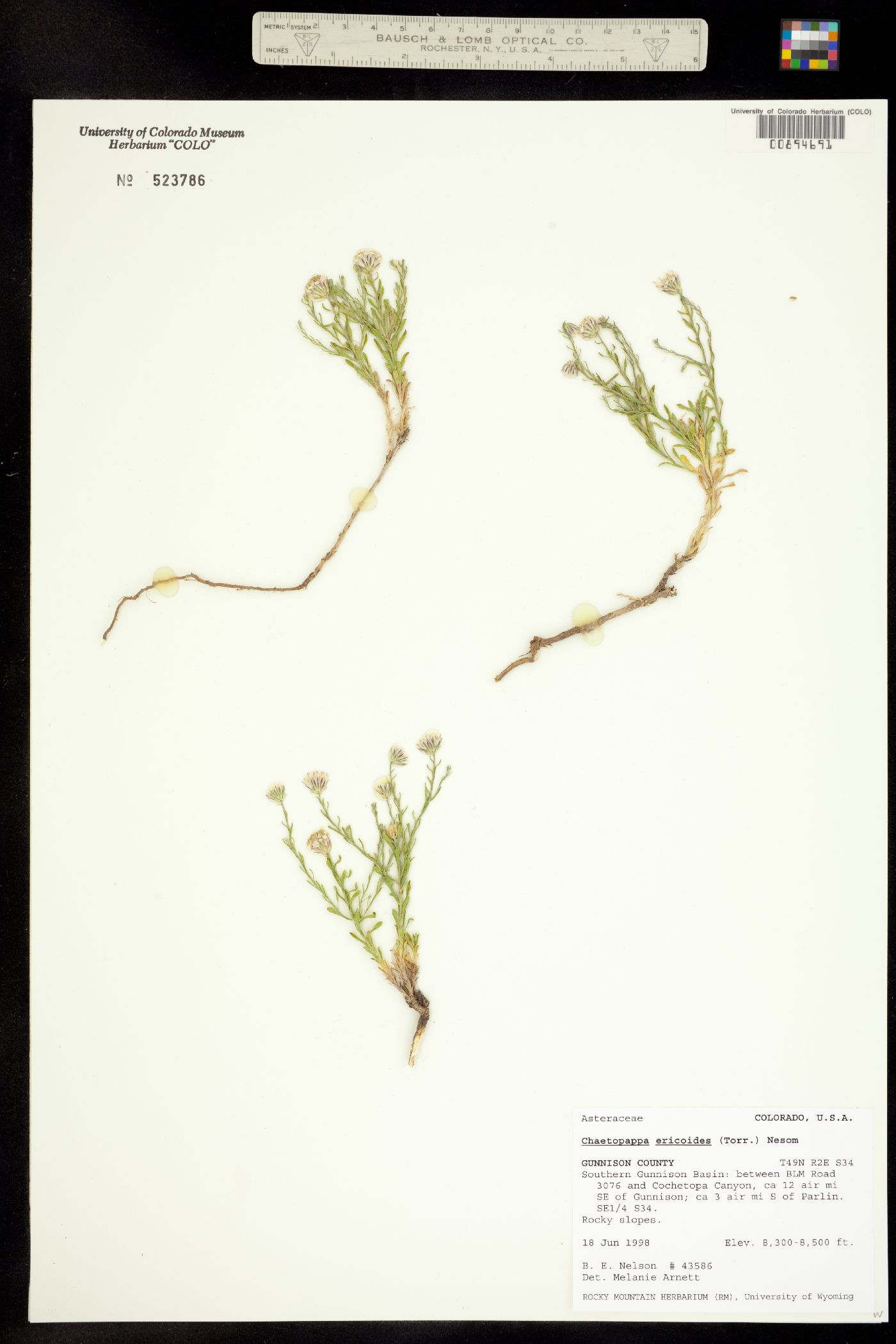 Chaetopappa ericoides image