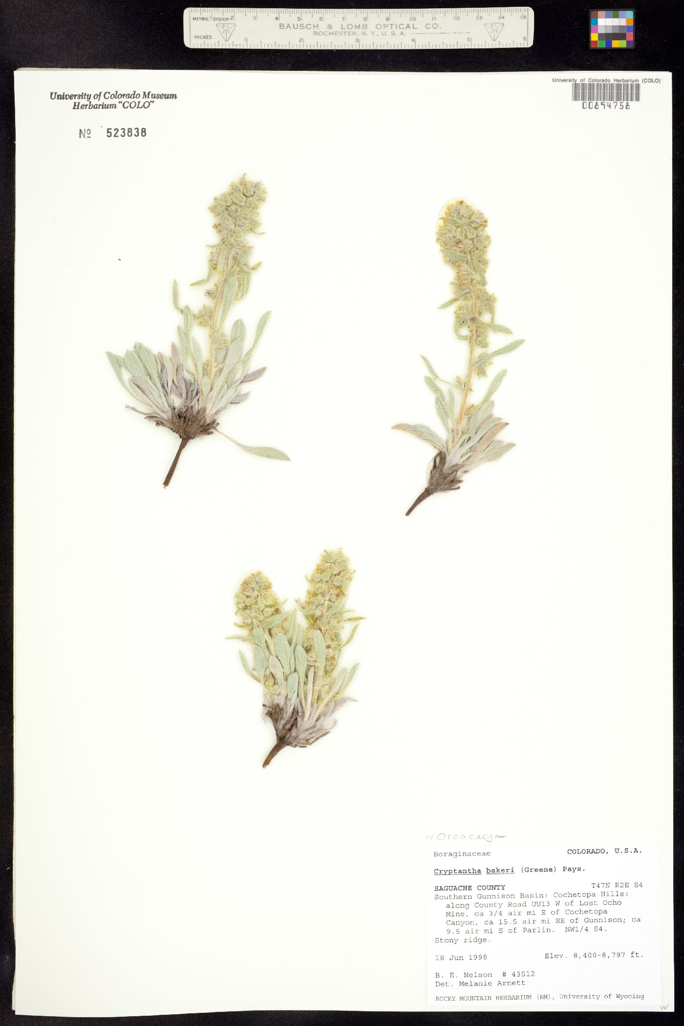 Cryptantha bakeri image