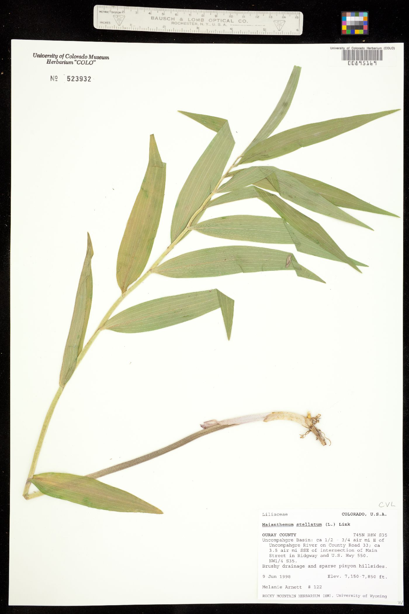 Maianthemum stellatum image