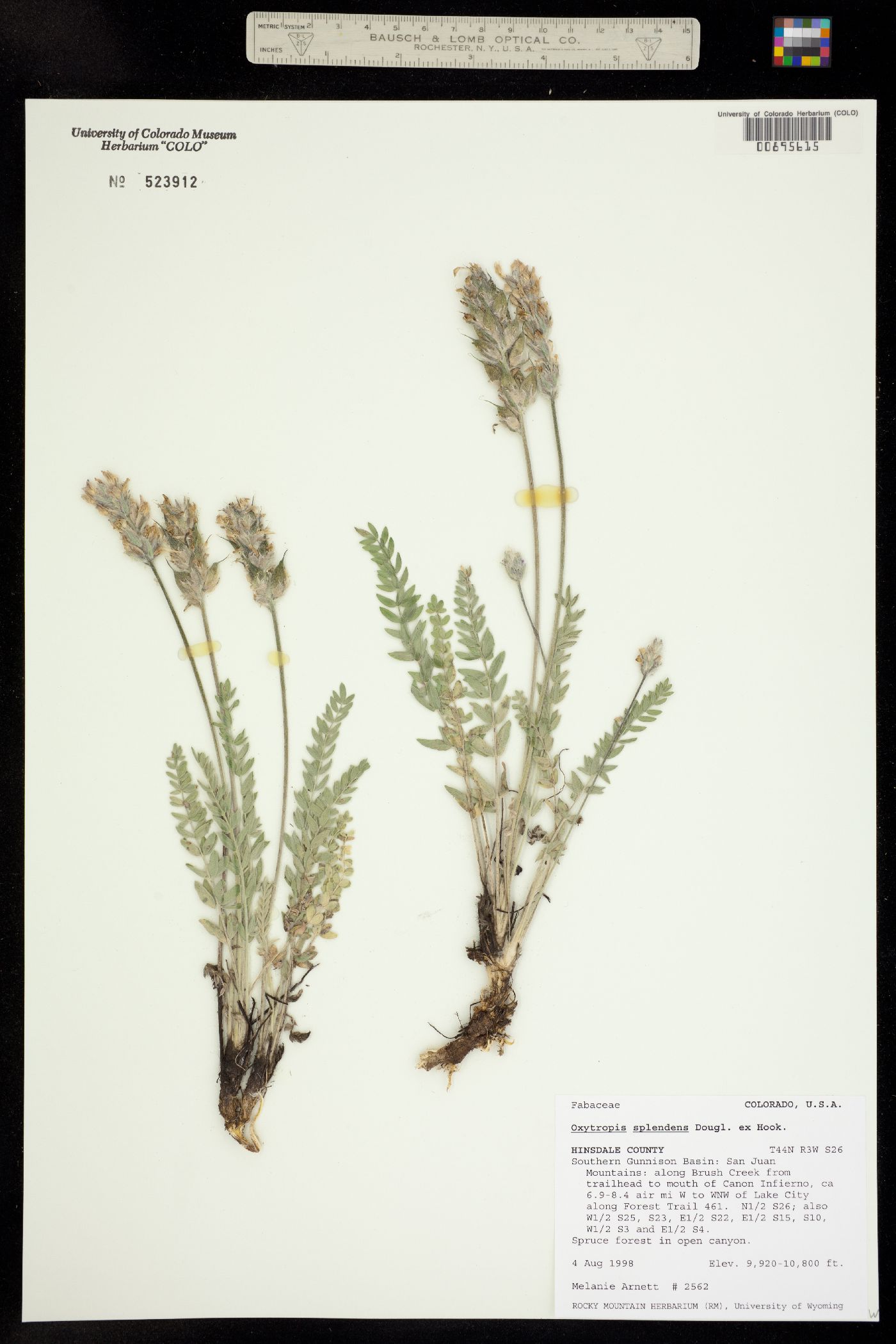 Oxytropis splendens image