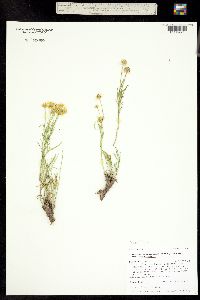 Picradenia richardsonii ssp. richardsonii image