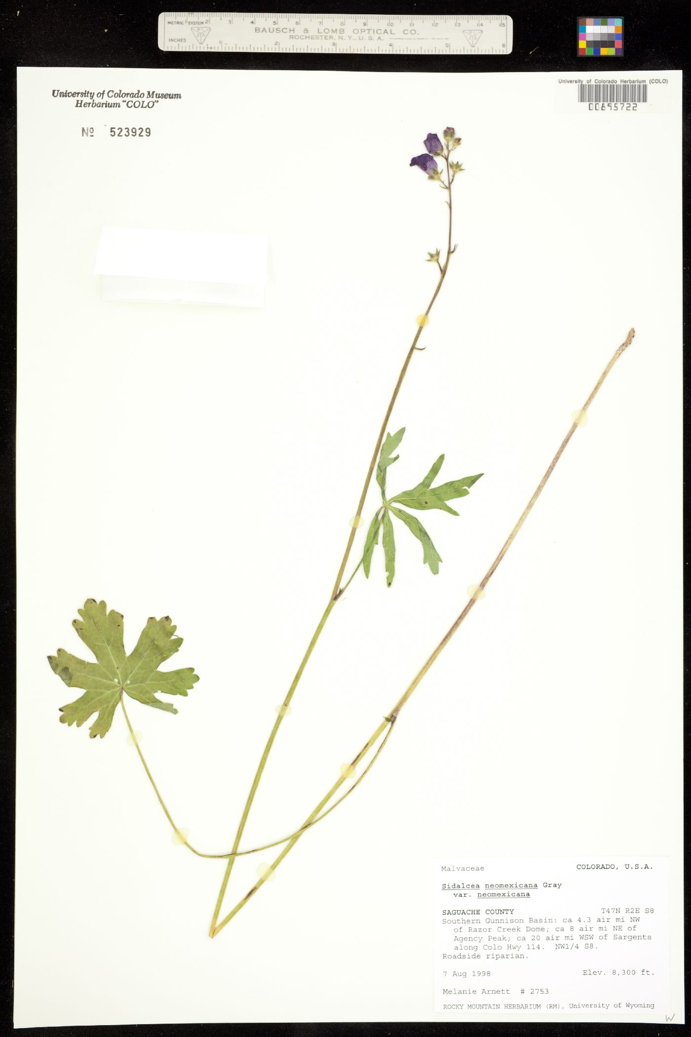 Sidalcea neomexicana image