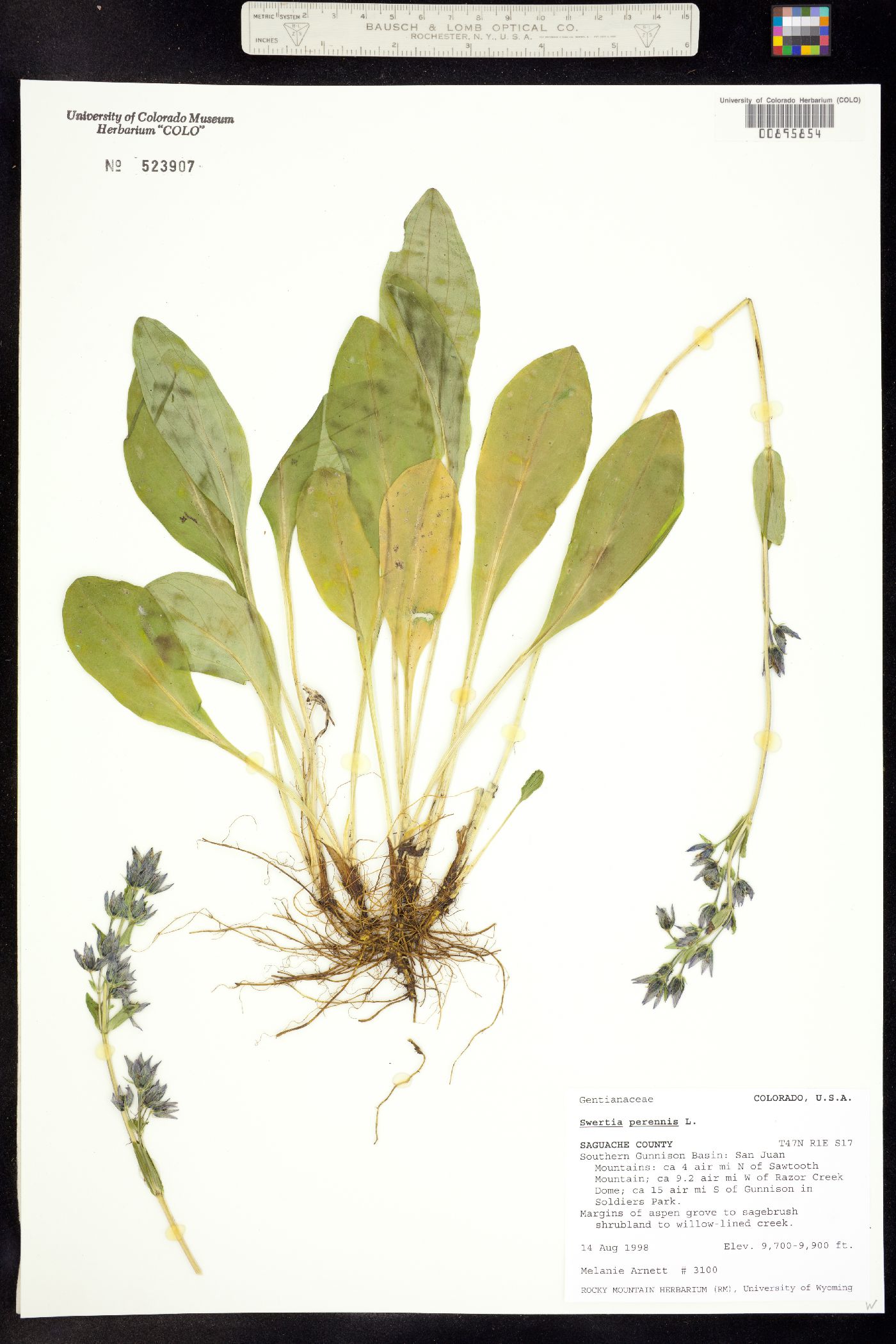 Swertia perennis image