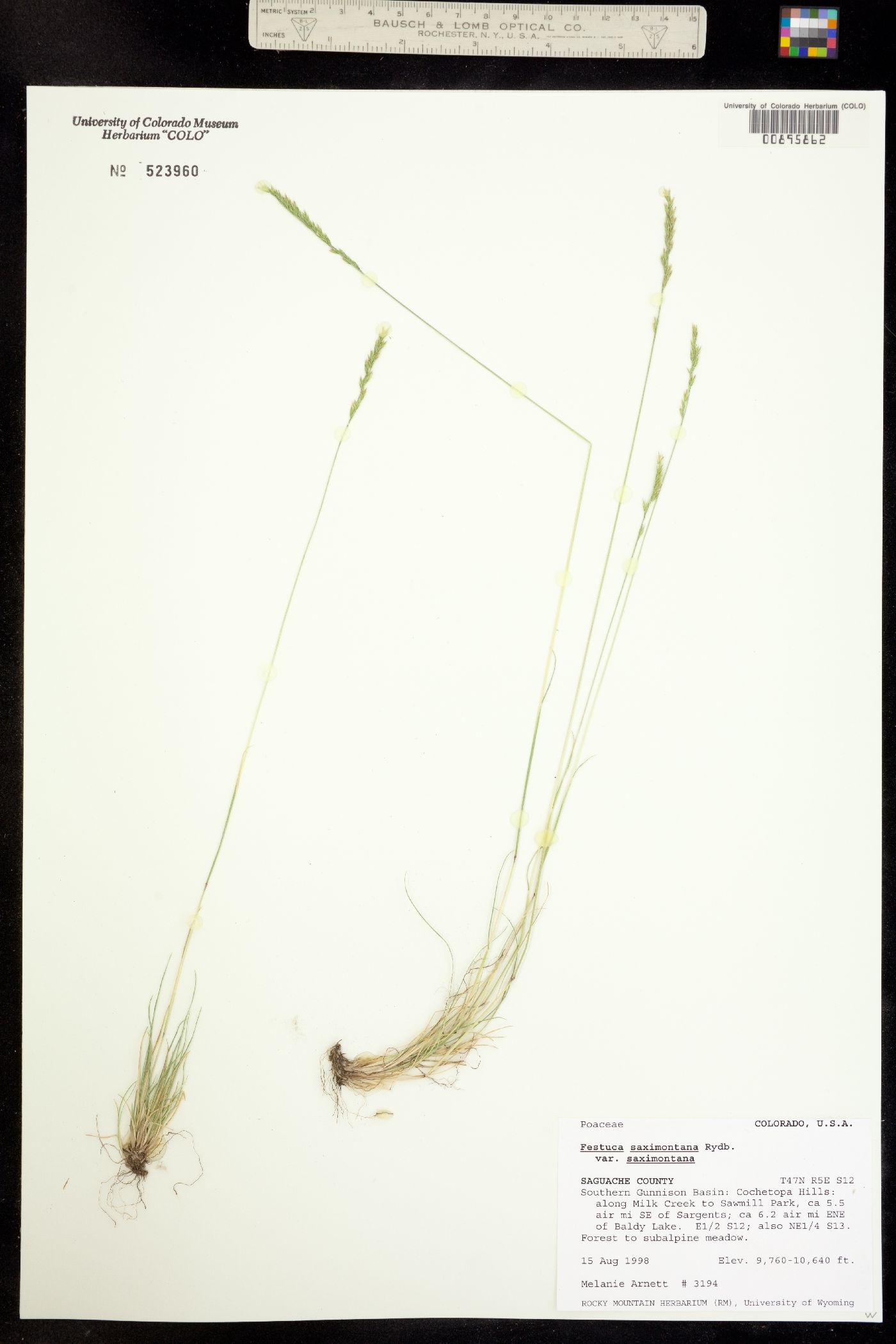 Festuca saximontana image