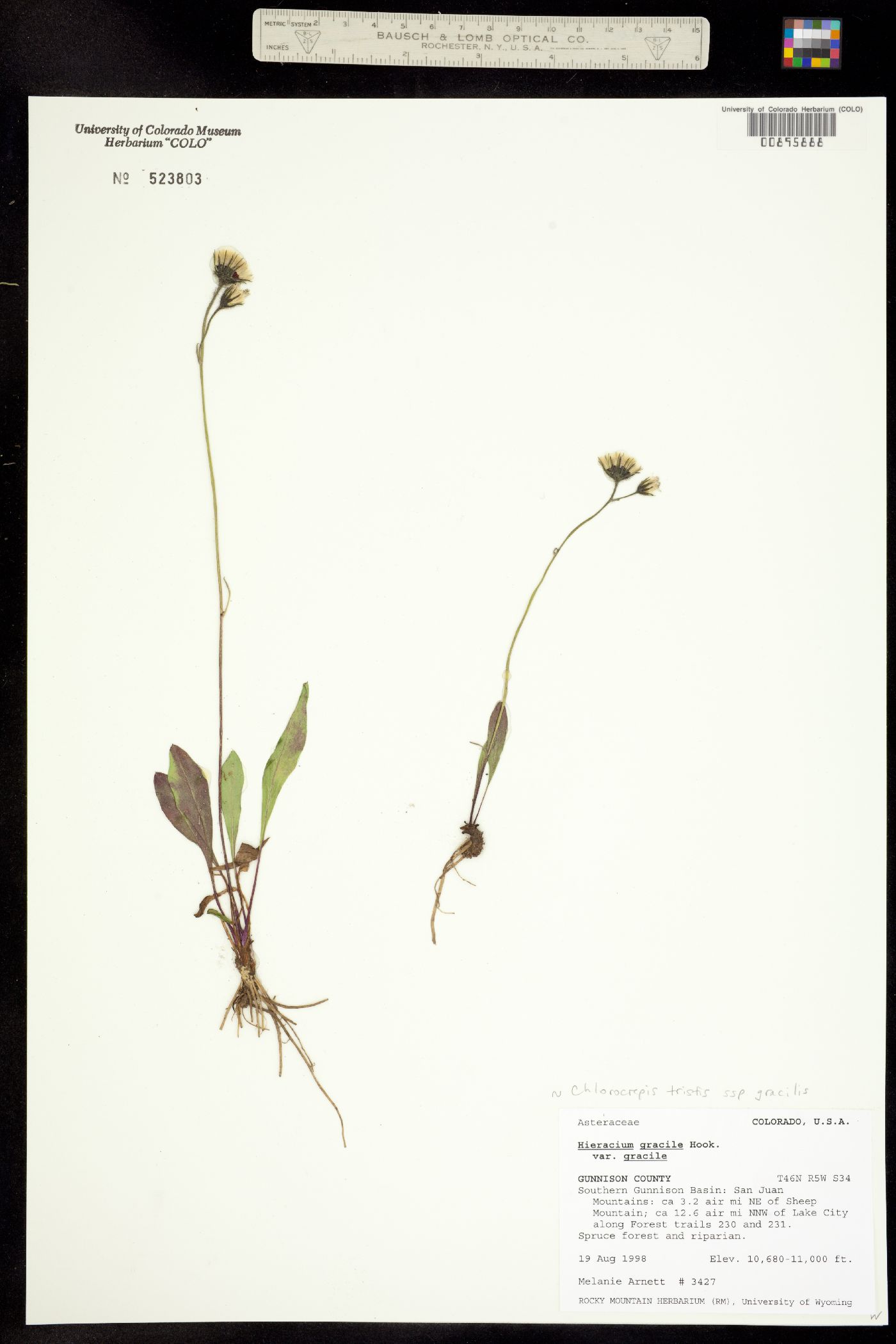 Chlorocrepis tristis image