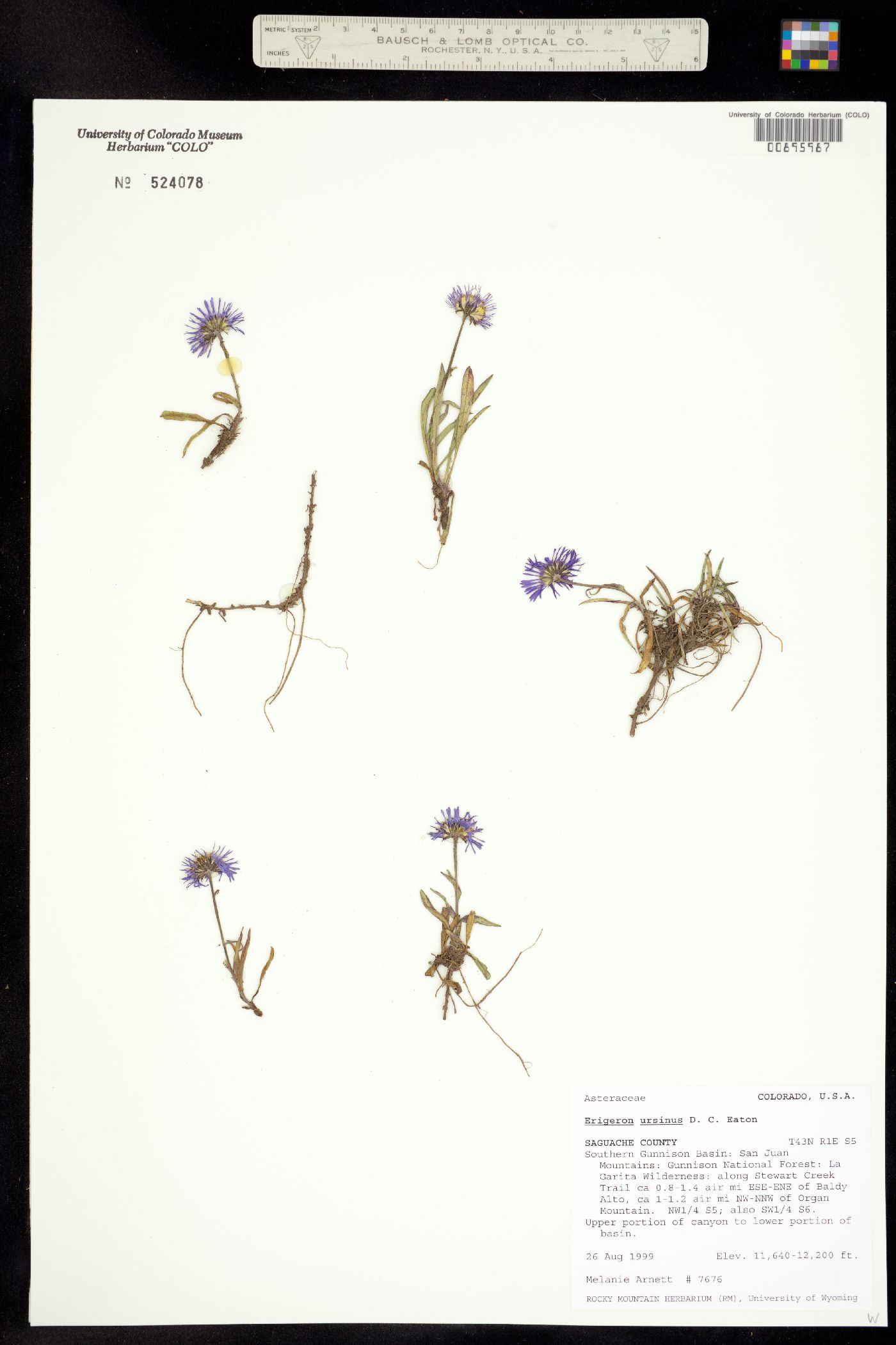 Erigeron ursinus image