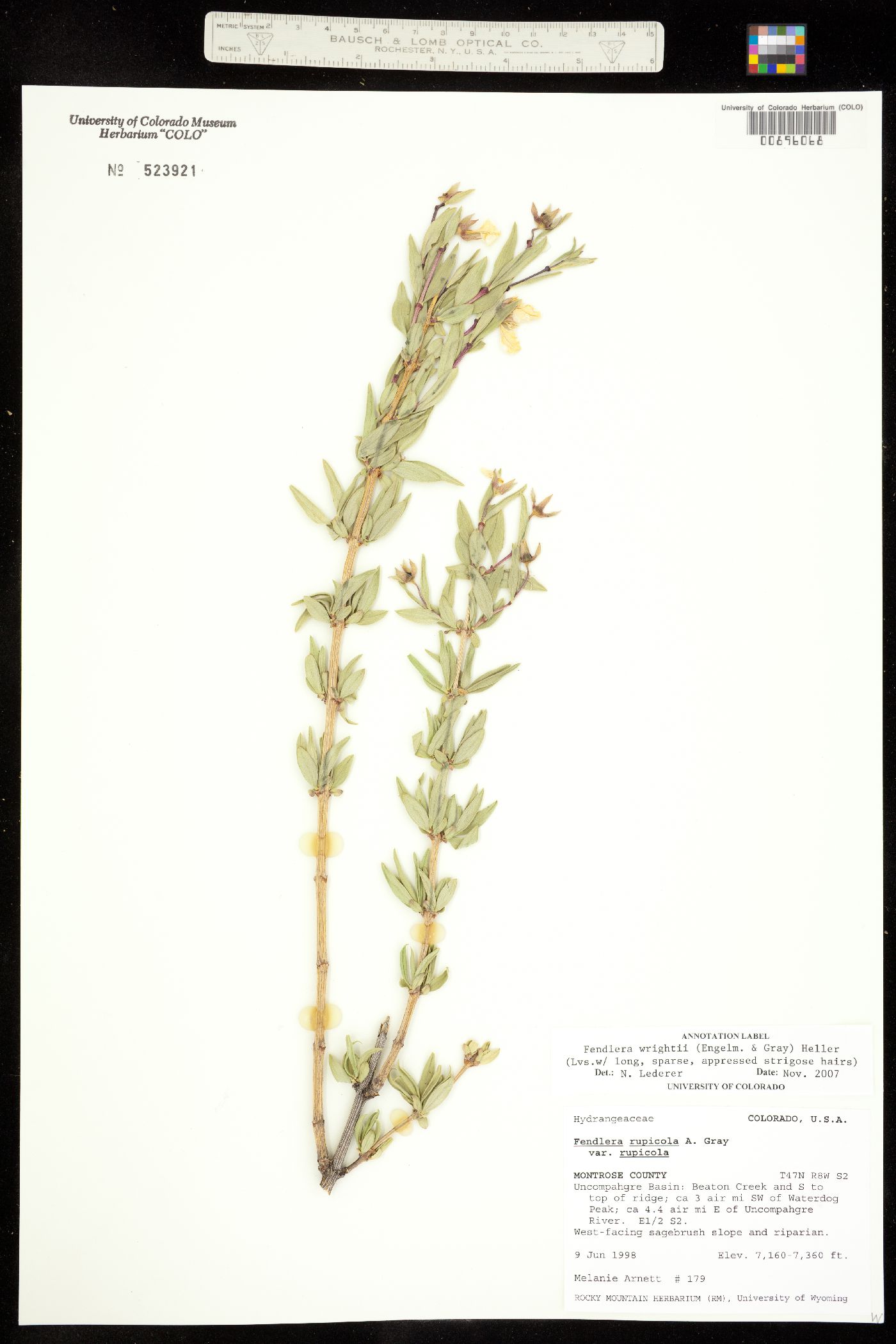 Fendlera rupicola var. wrightii image