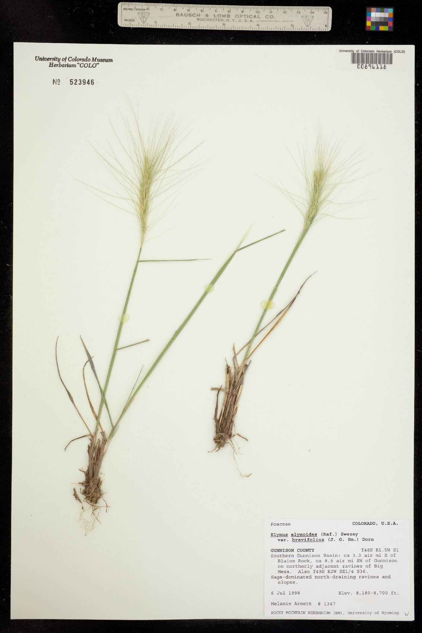 Elymus elymoides image